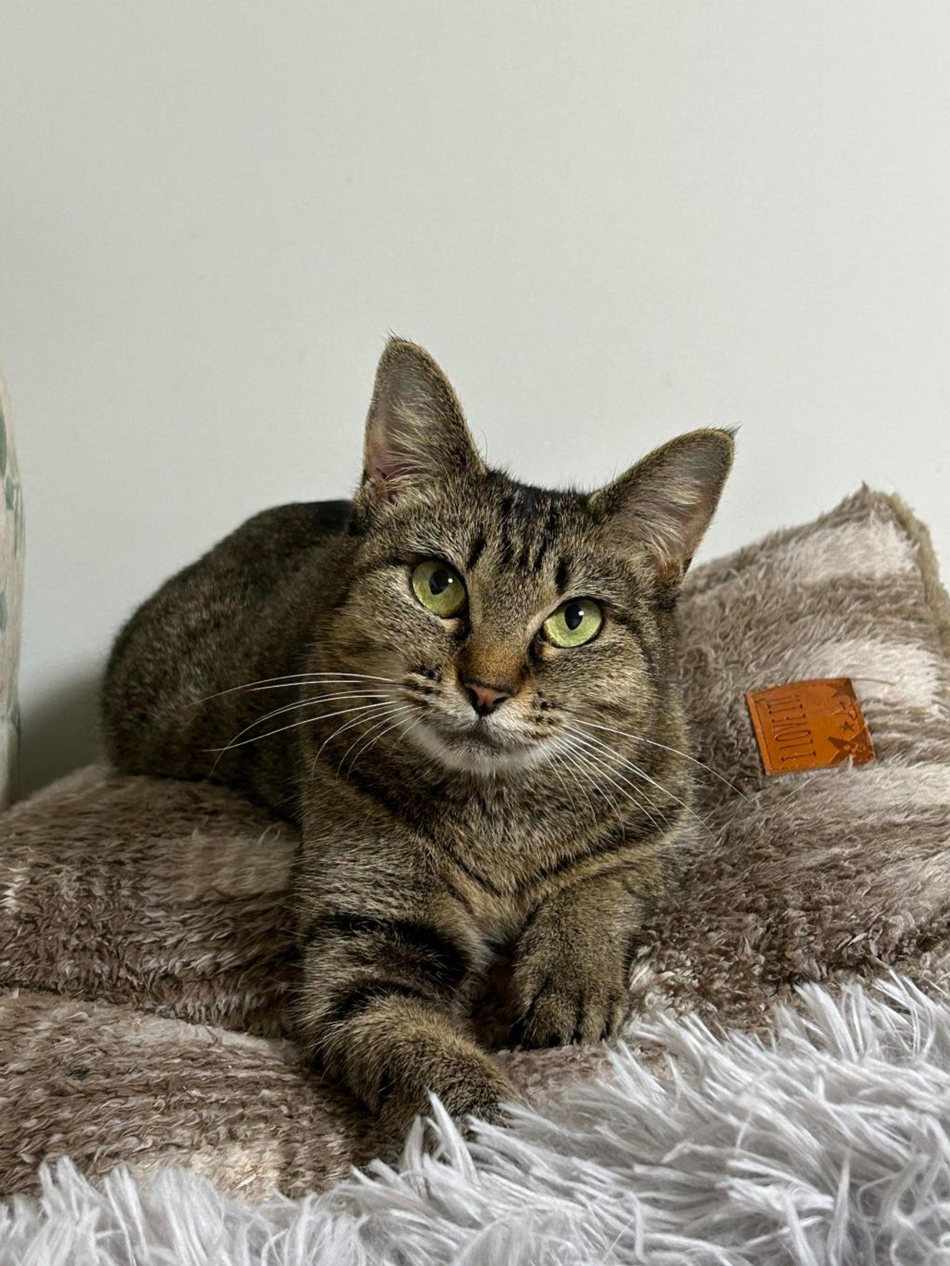 pet-image-8