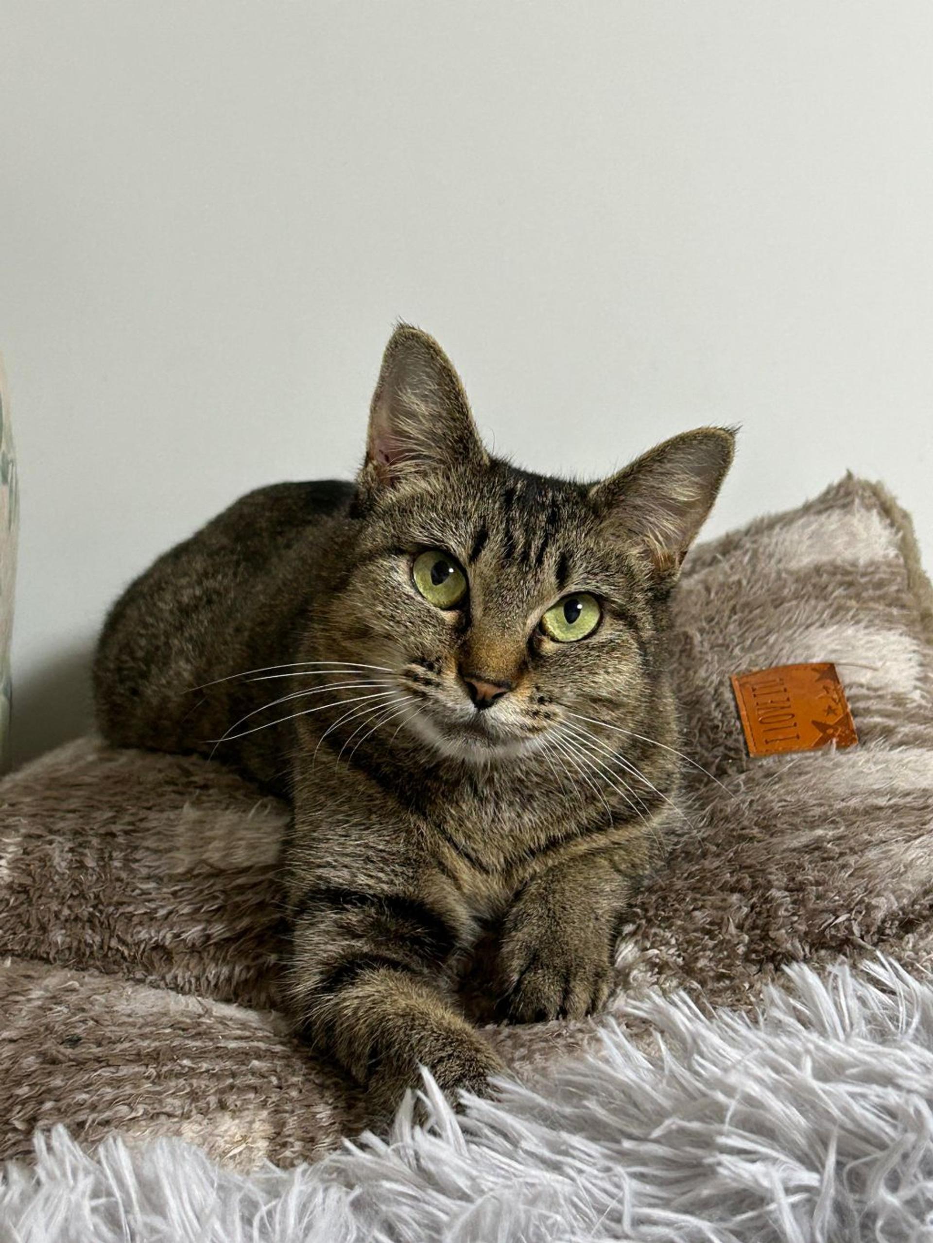 pet-image-9