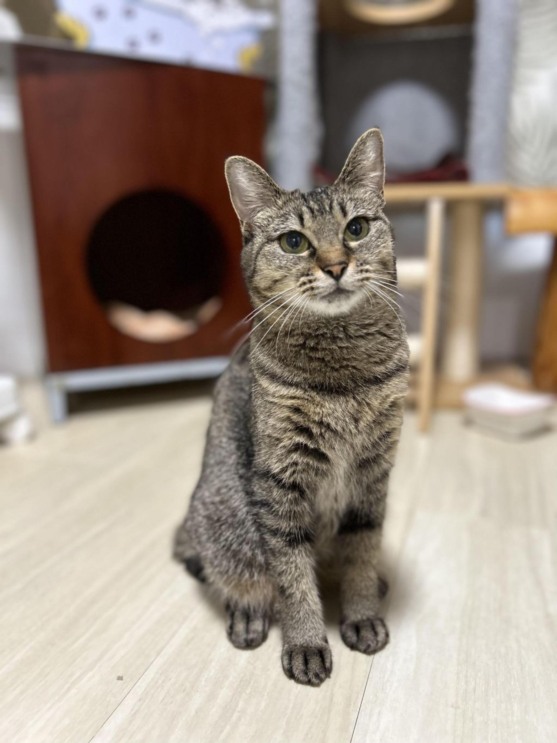 pet-image-2