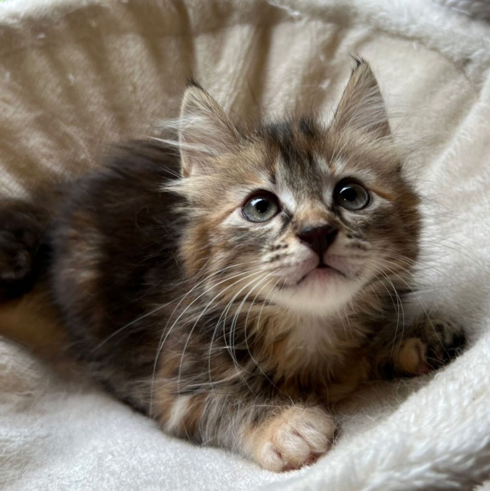 雑種（ミックス猫）・メスの里親募集の写真