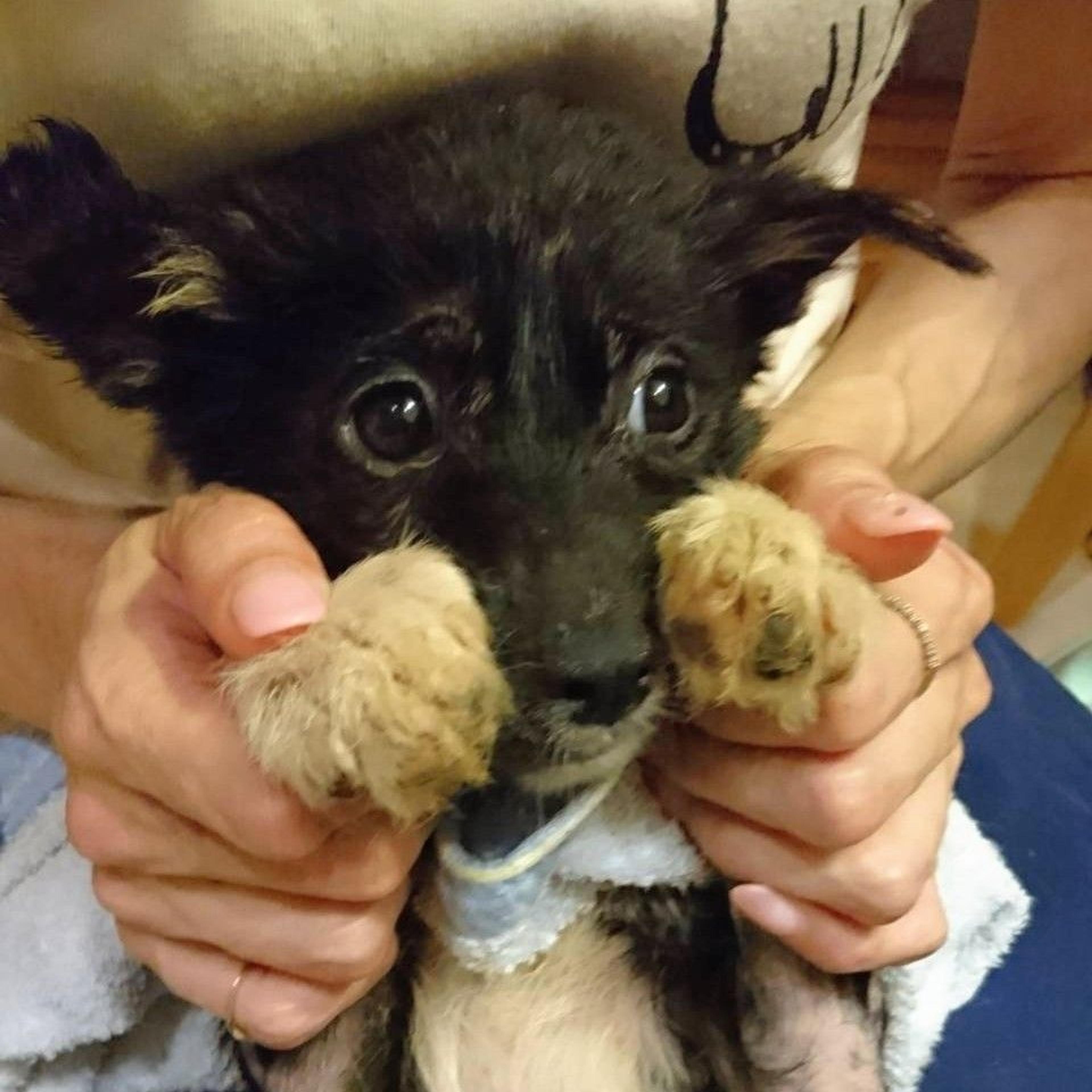 pet-image-2