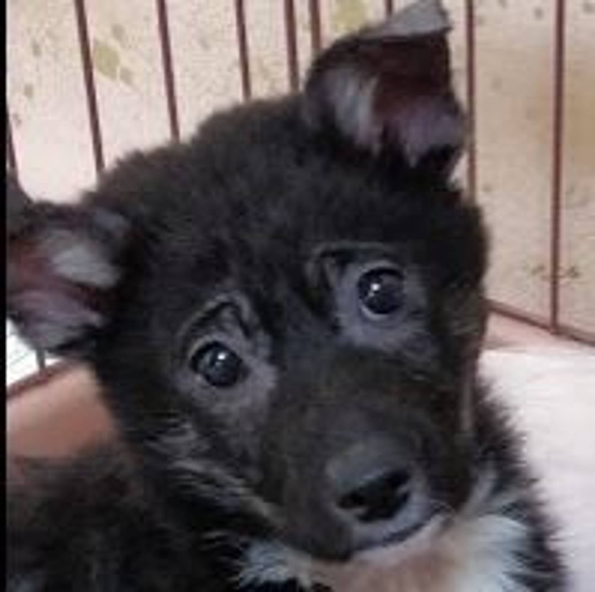 雑種（ミックス犬）・メスの里親募集の写真