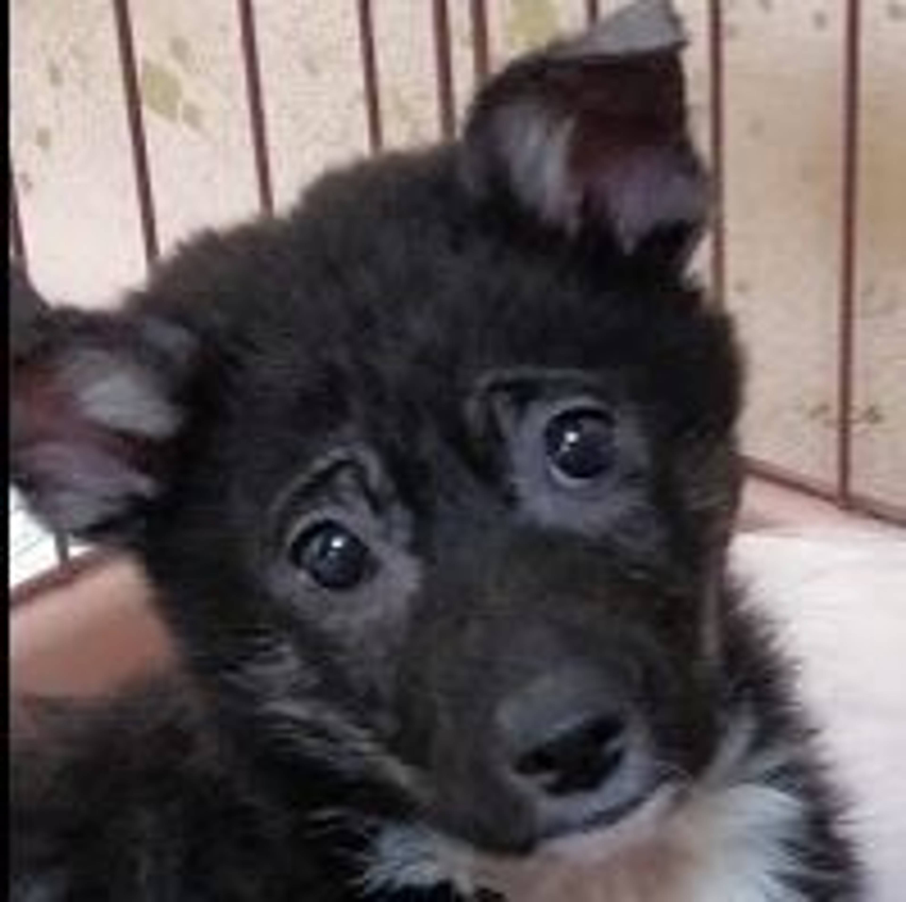 雑種（ミックス犬）・メスの里親募集の写真