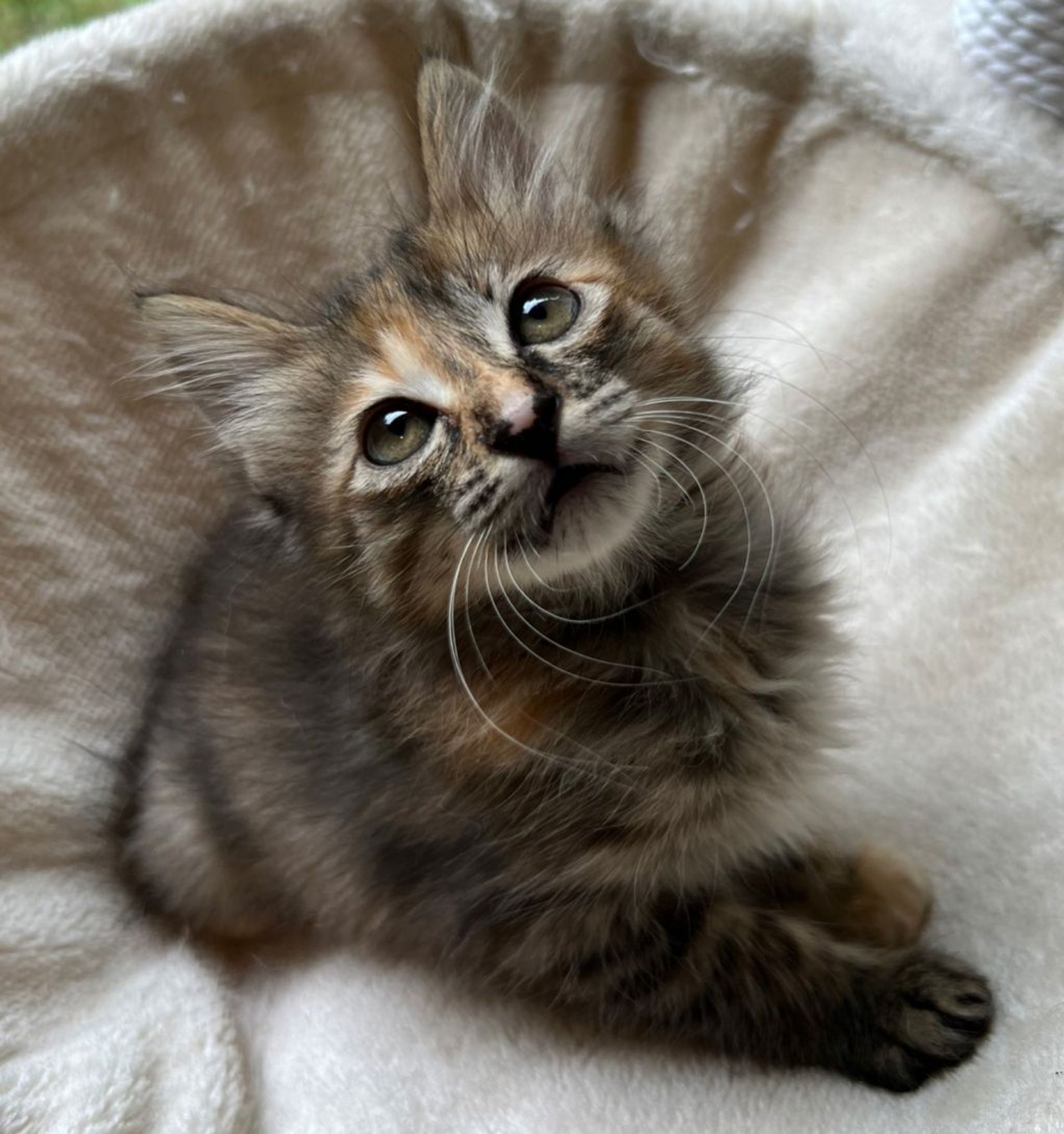 雑種（ミックス猫）・メスの里親募集の写真