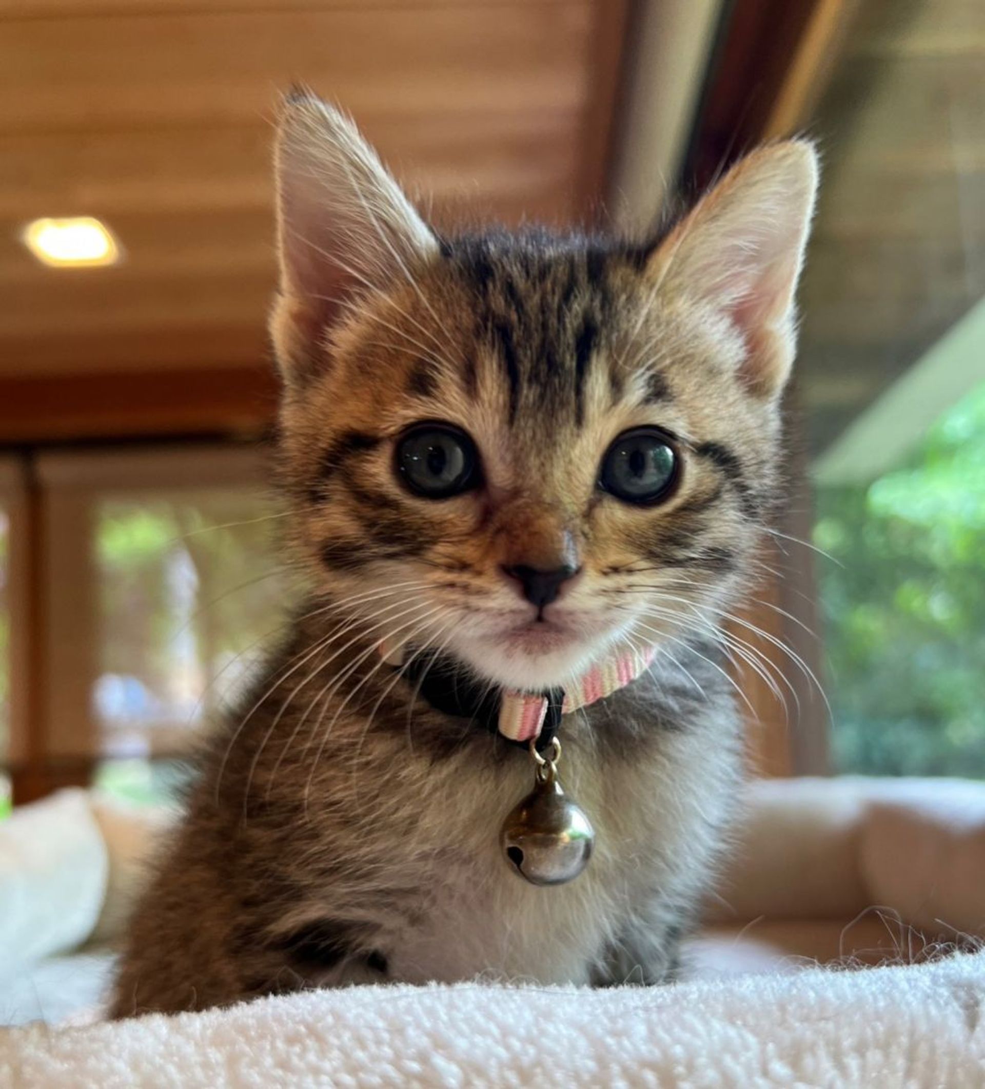 雑種（ミックス猫）・メスの里親募集の写真