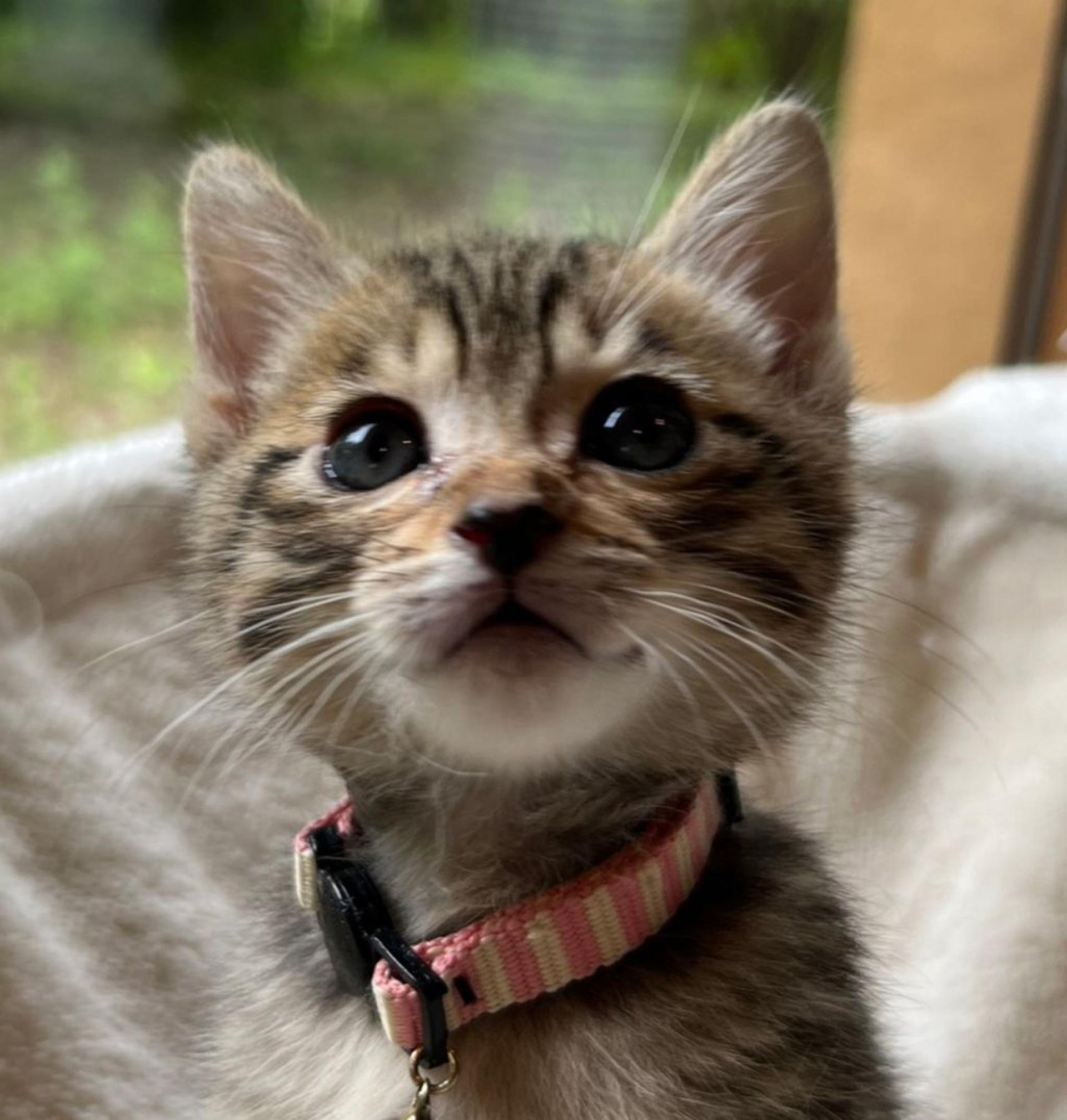 pet-image-5