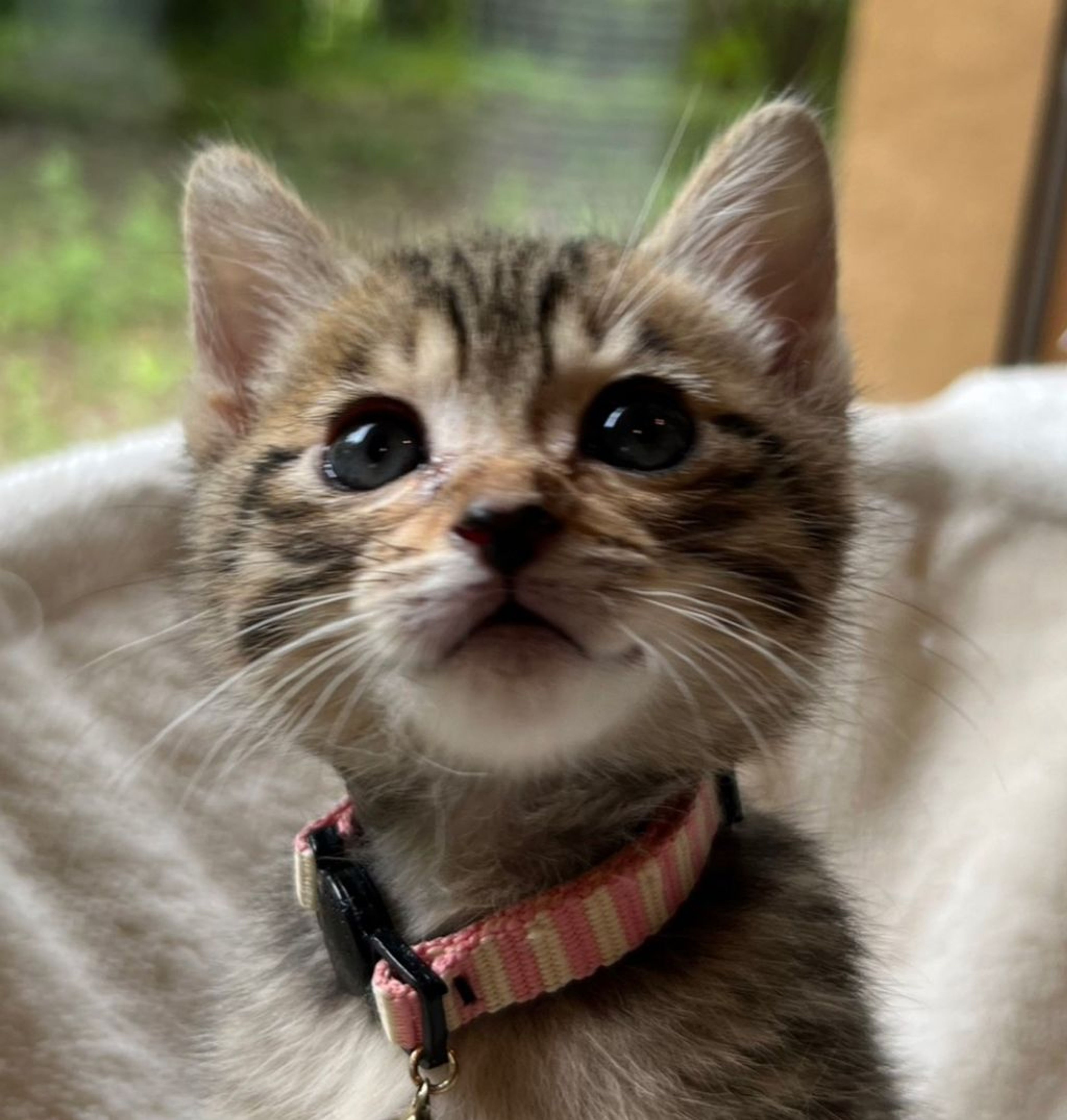 pet-image-5
