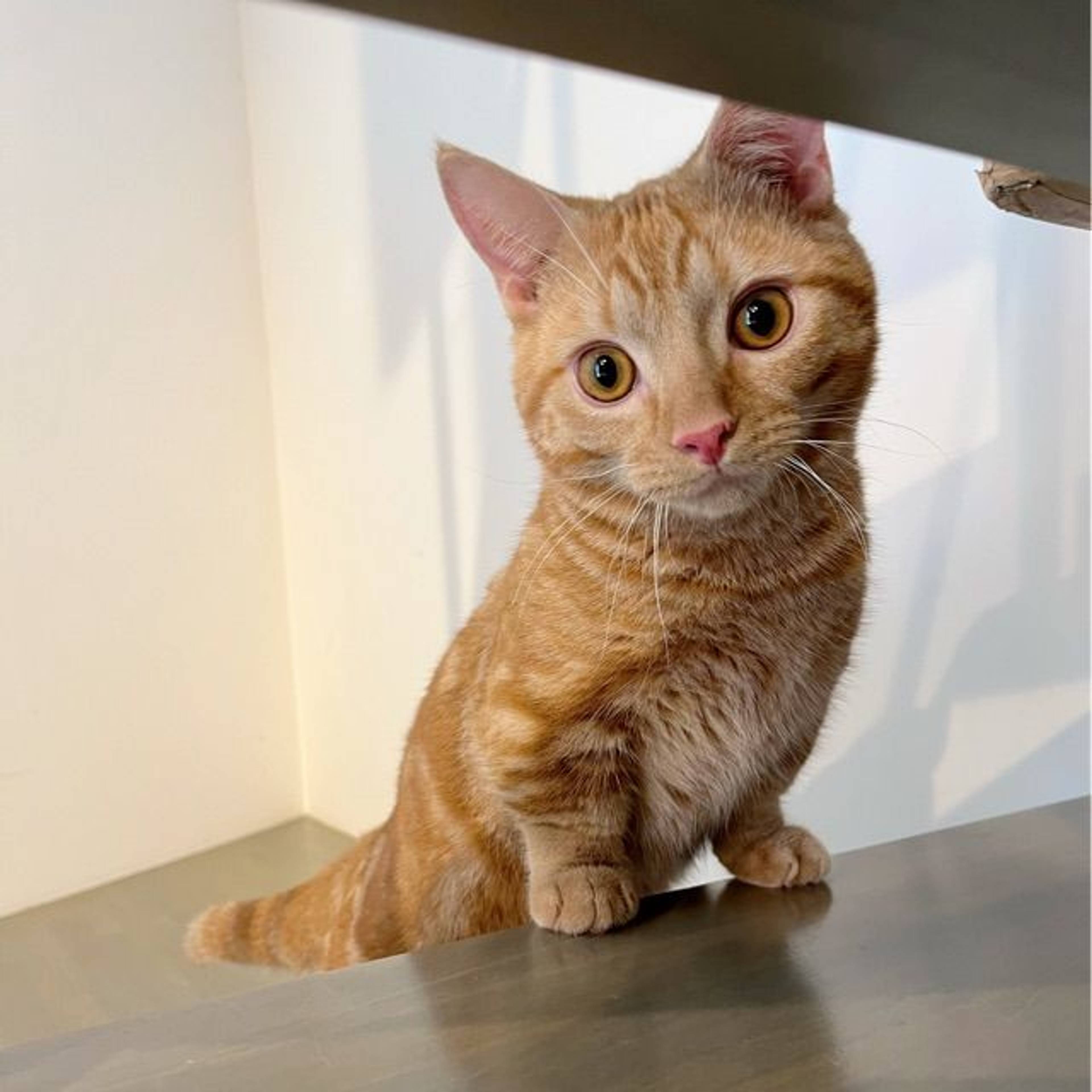 マンチカン・オスの里親募集の写真