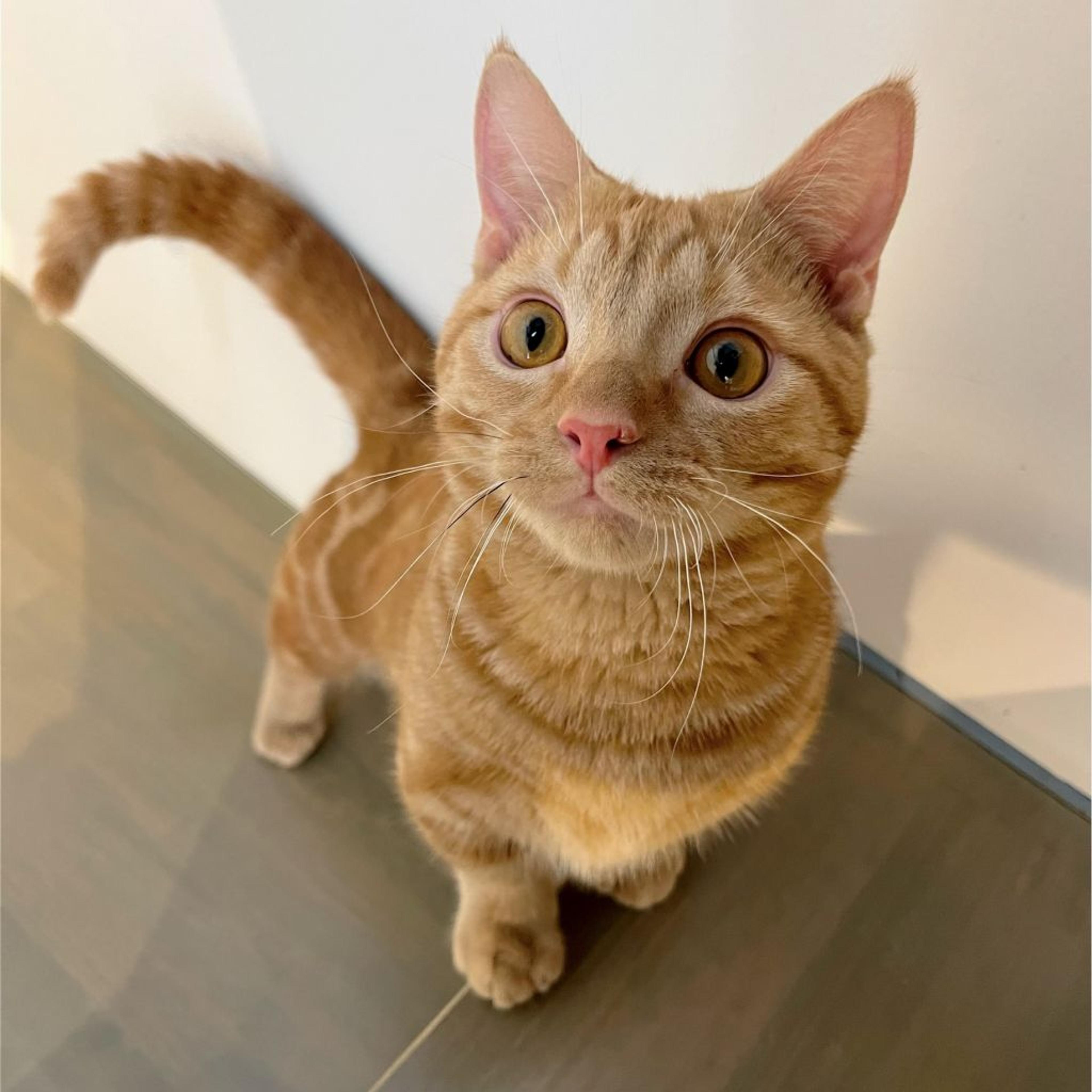 pet-image-2