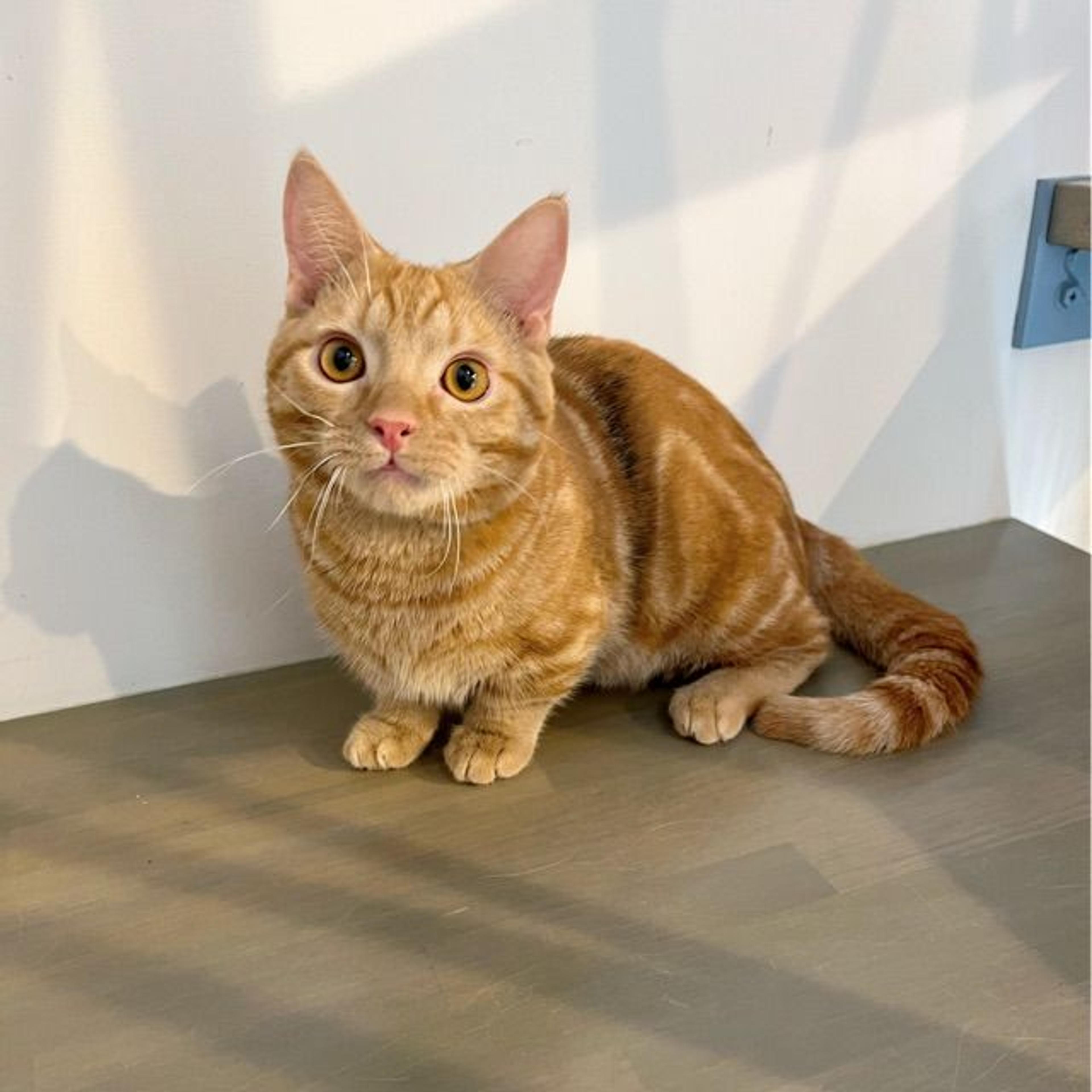 pet-image-3