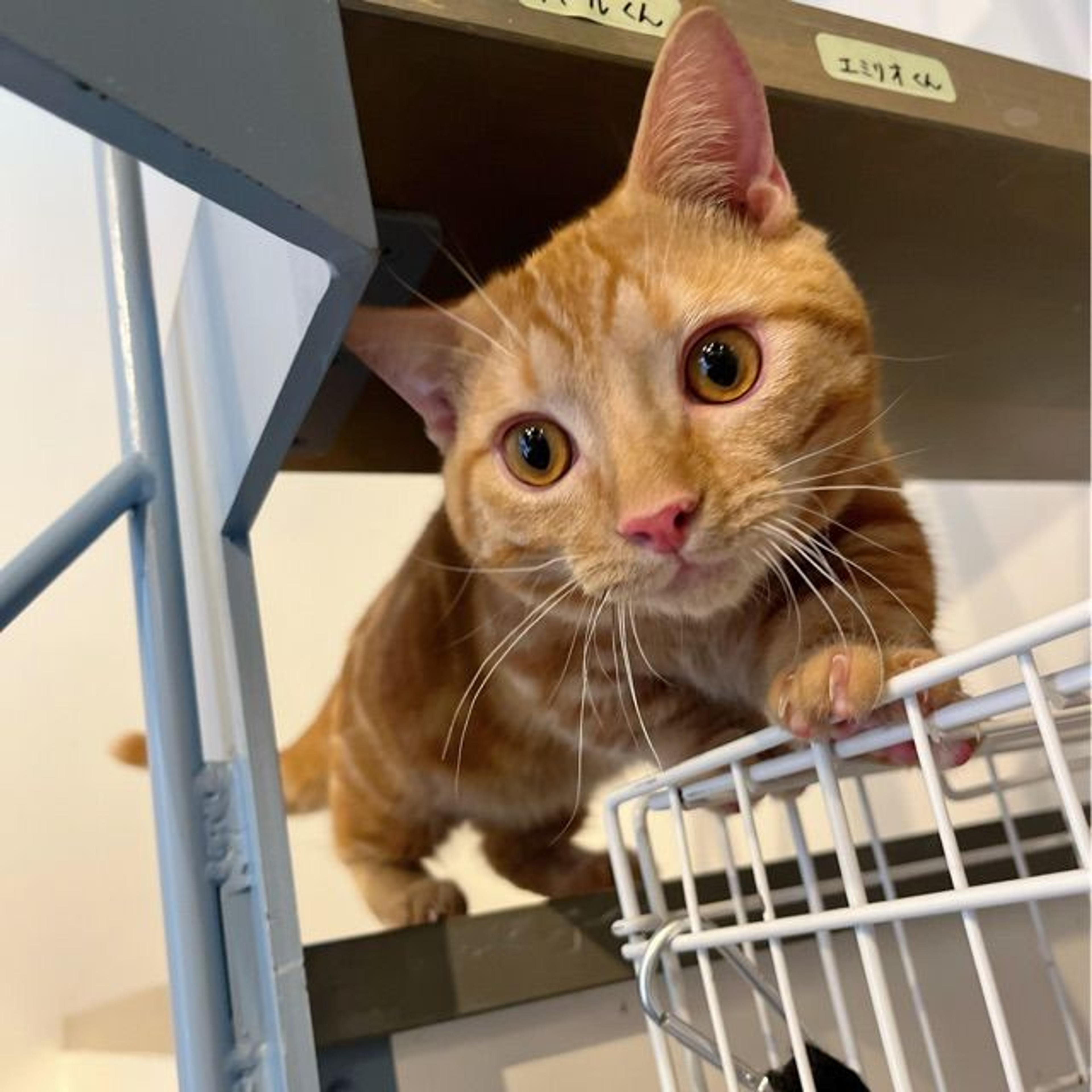 pet-image-4