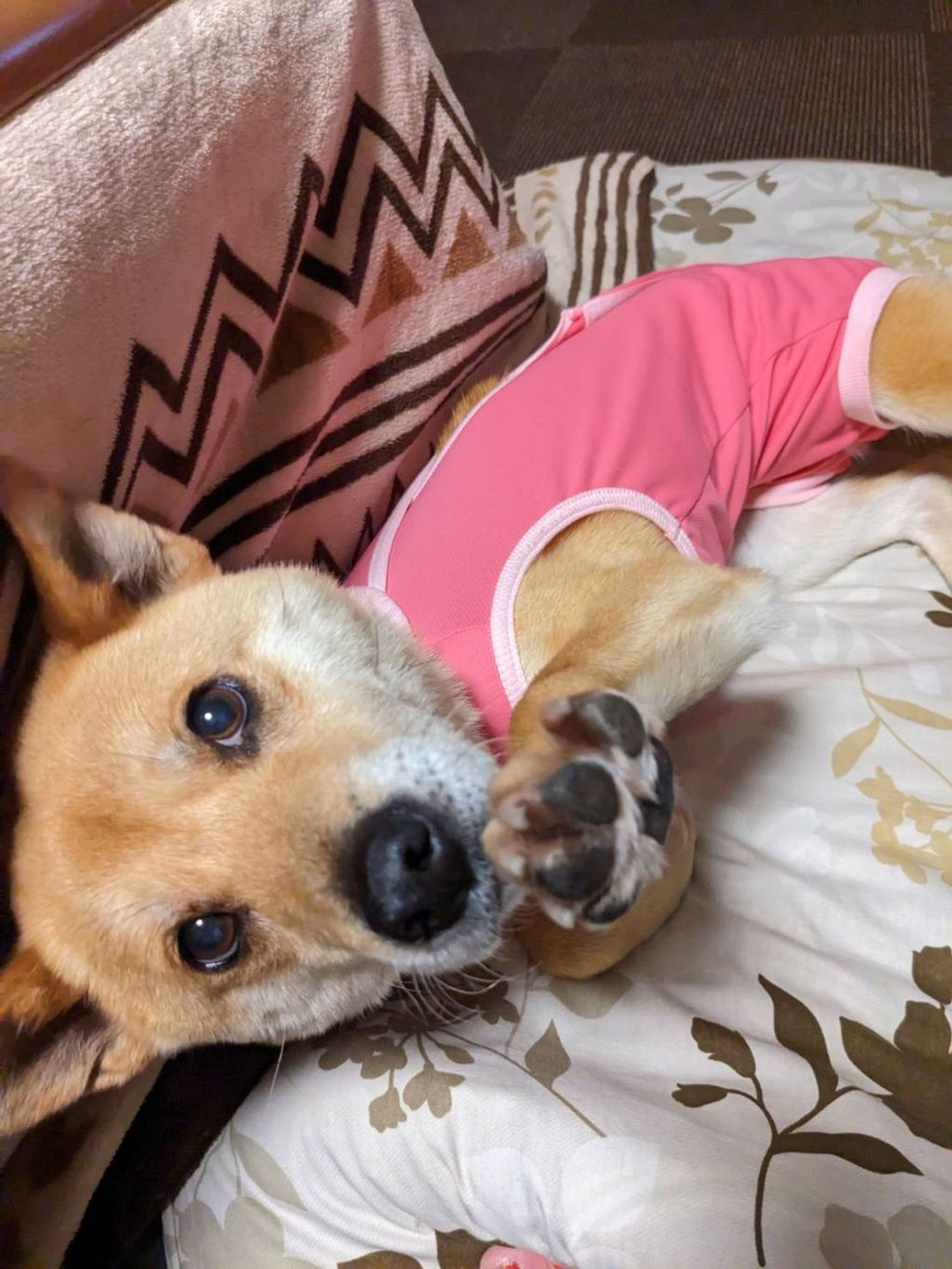 雑種（ミックス犬）・メスの里親募集の写真