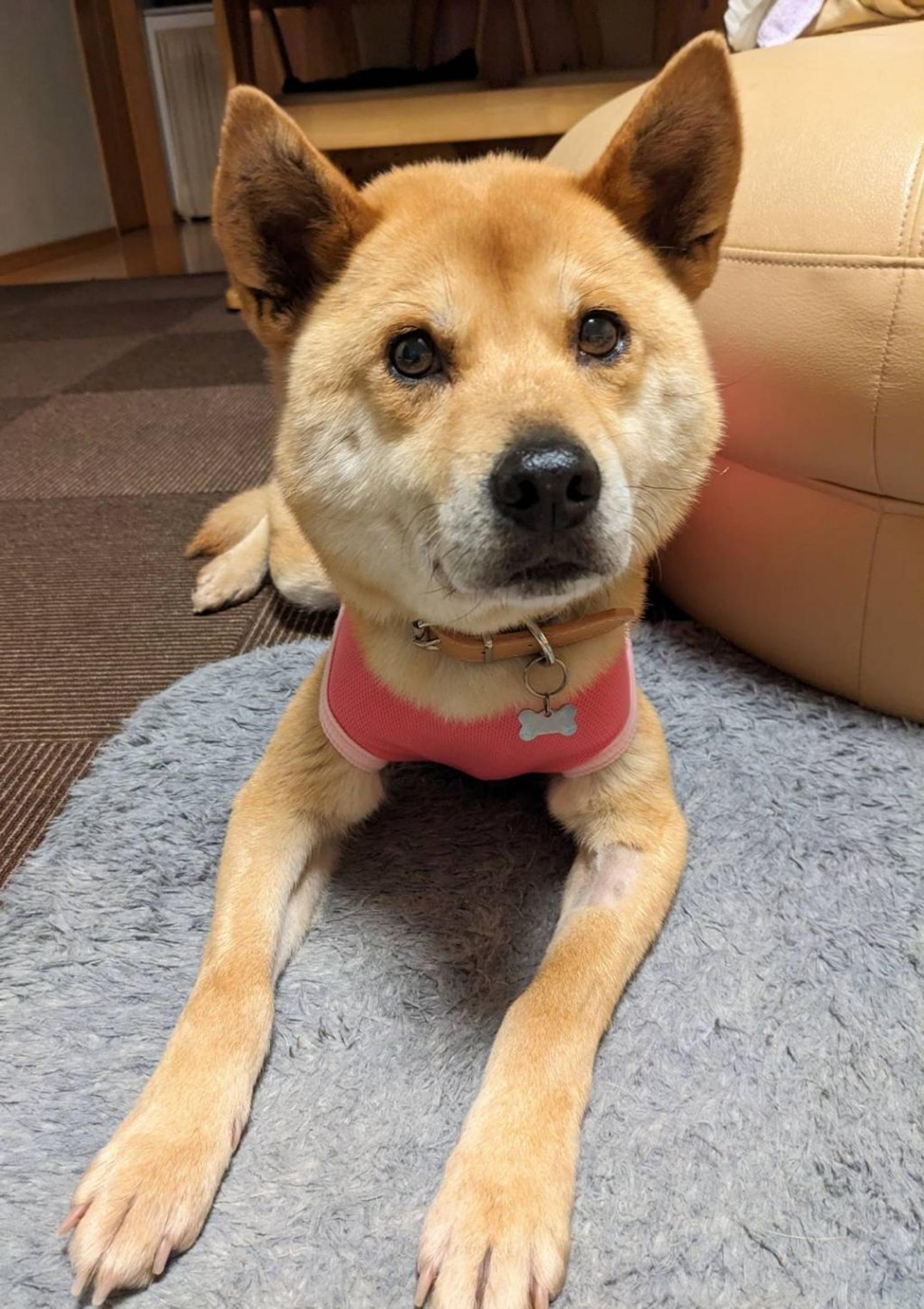 pet-image-3