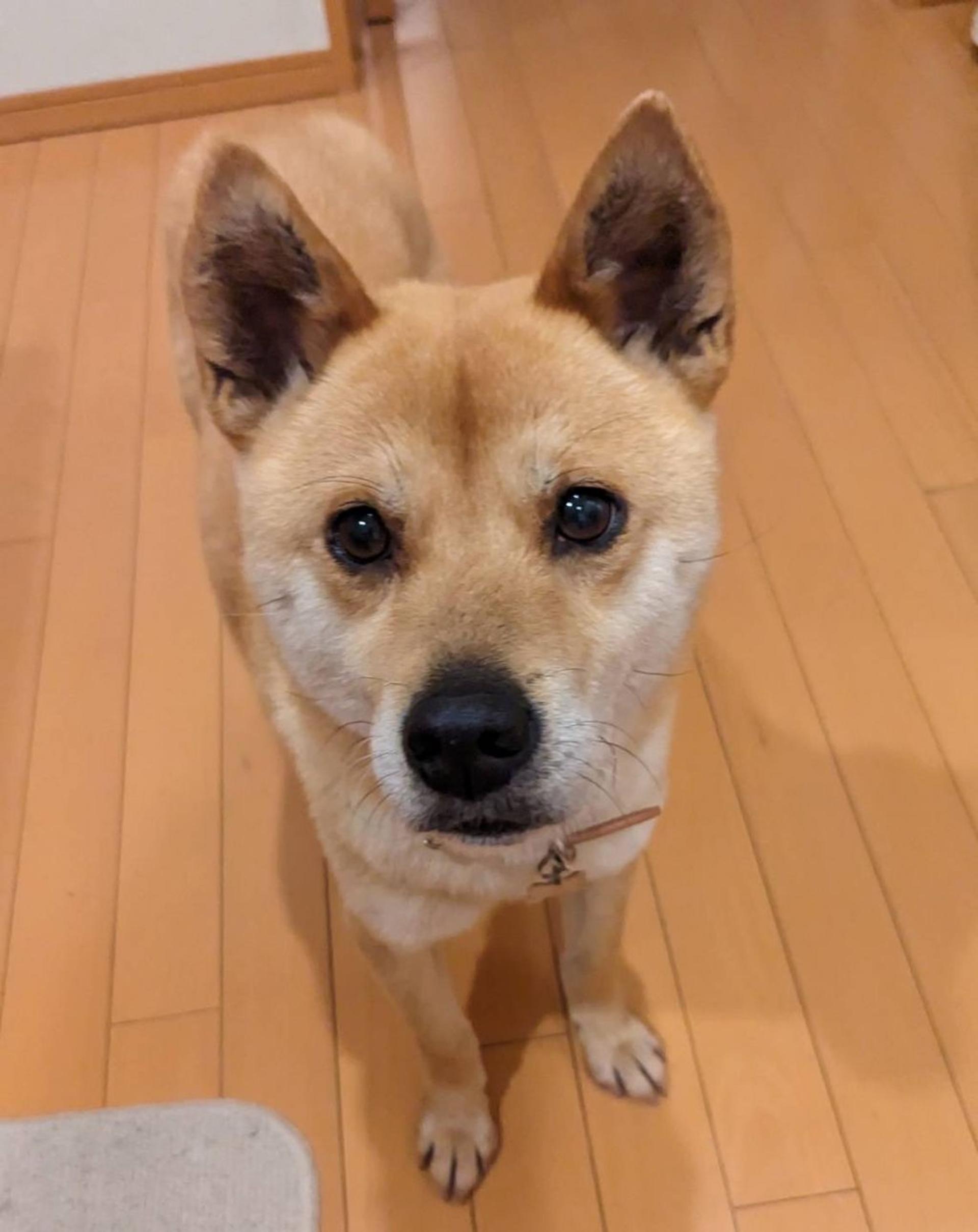 pet-image-4