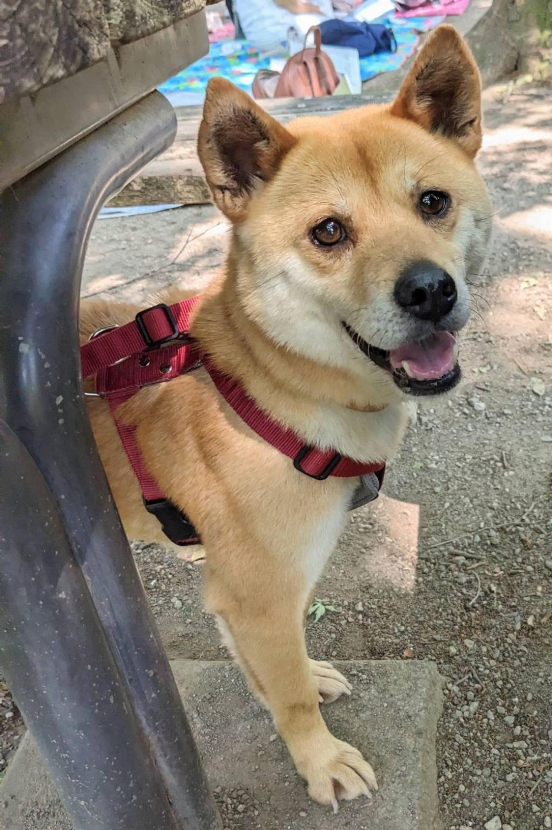 pet-image-7