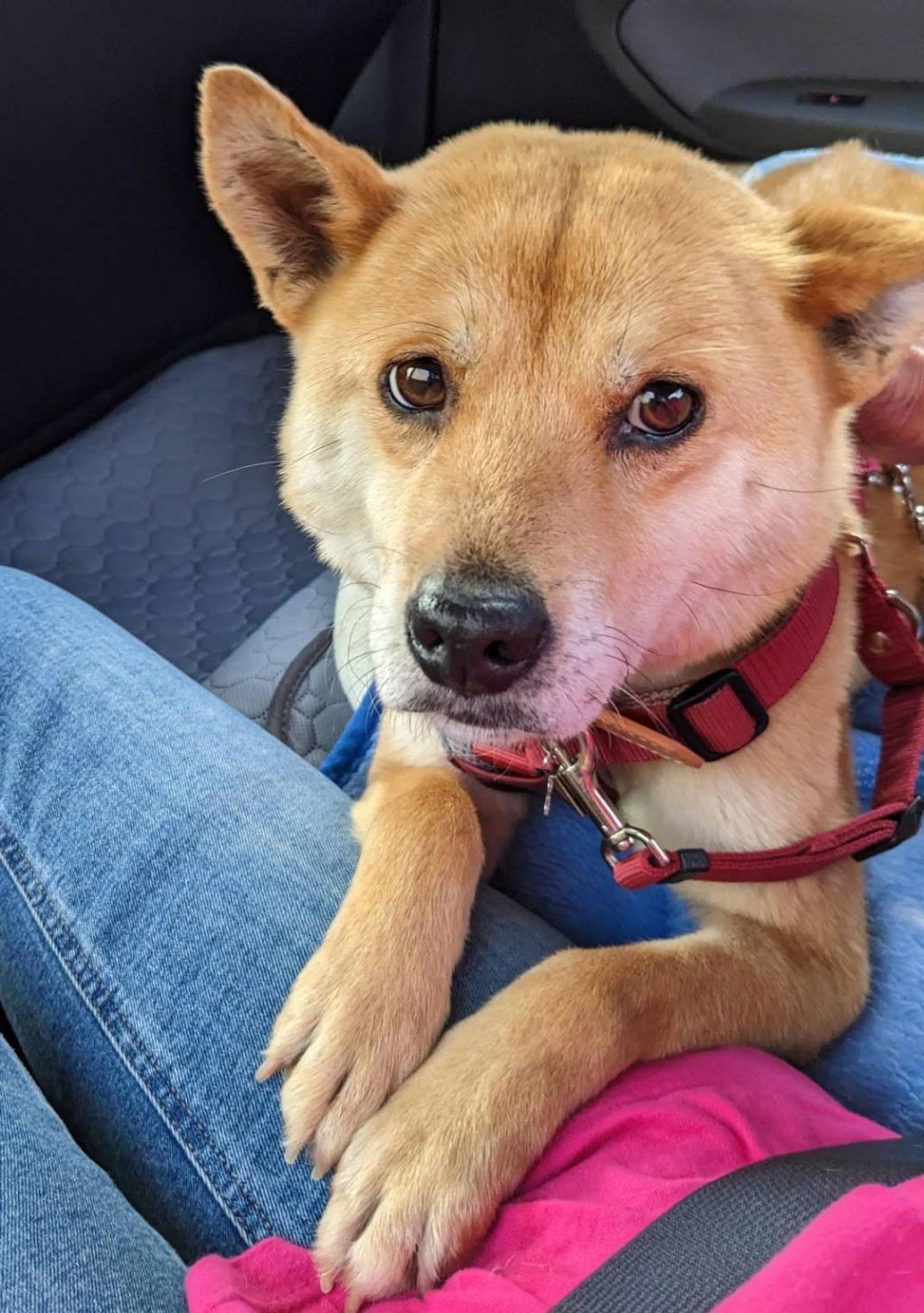 pet-image-9