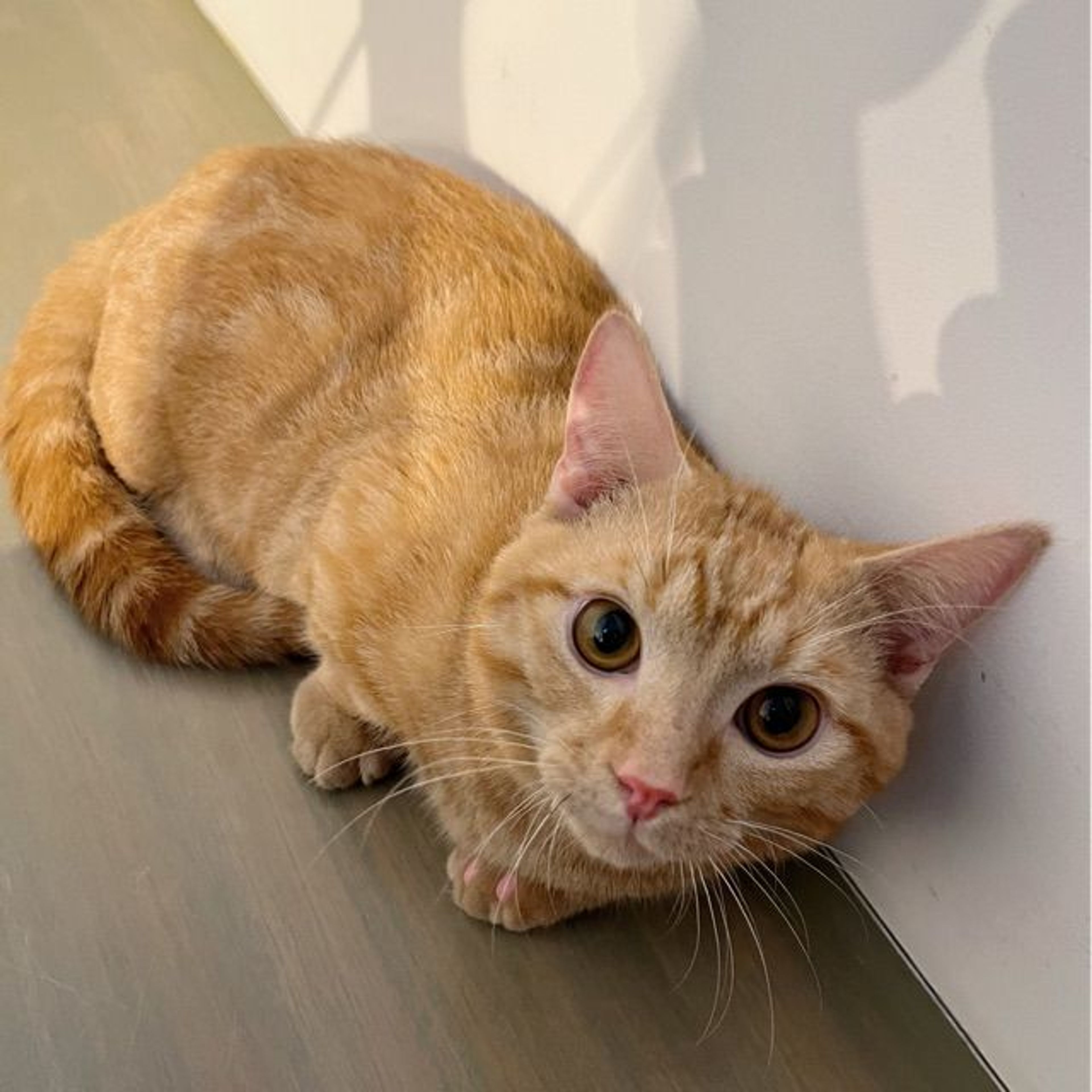 pet-image-2