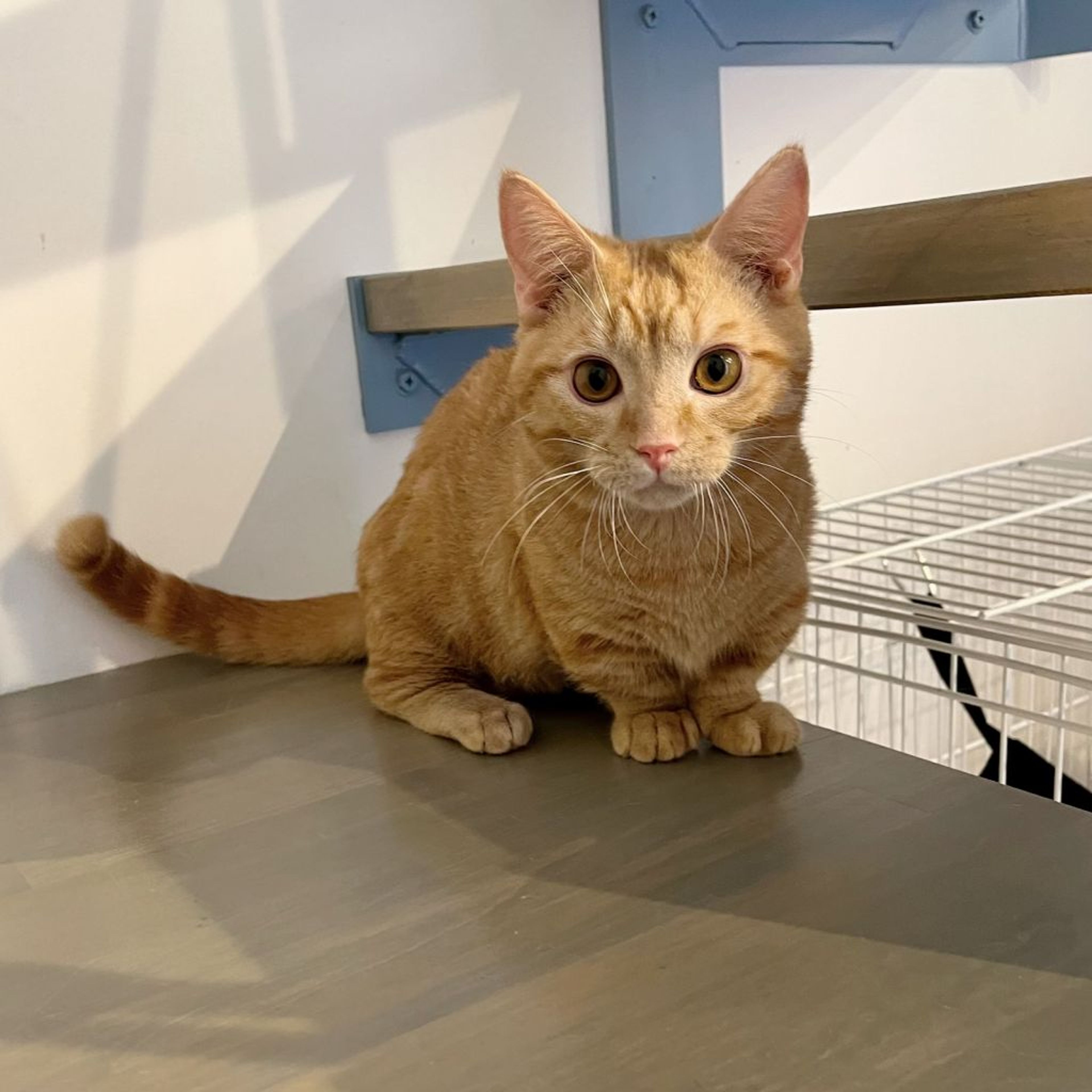 pet-image-4