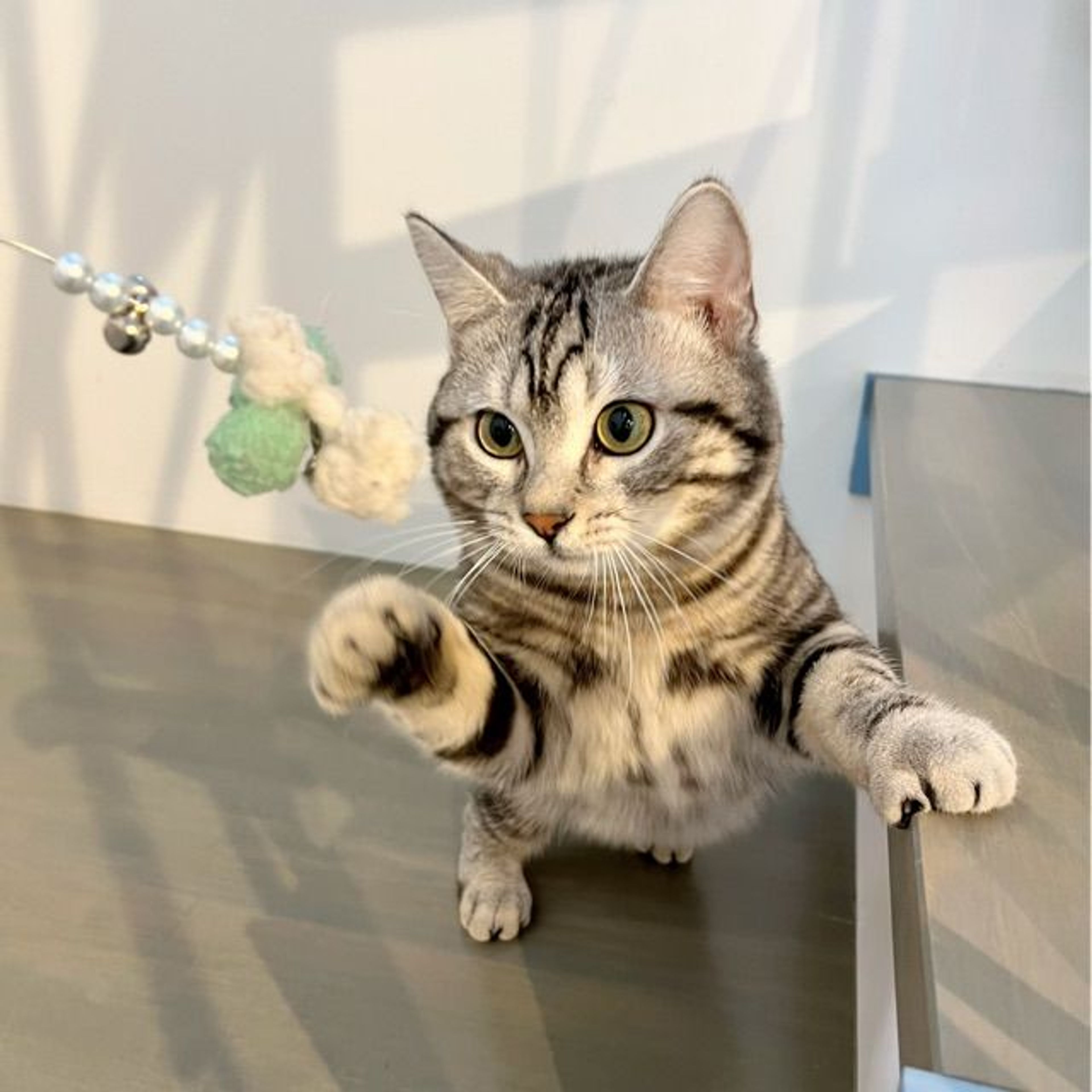 pet-image-2