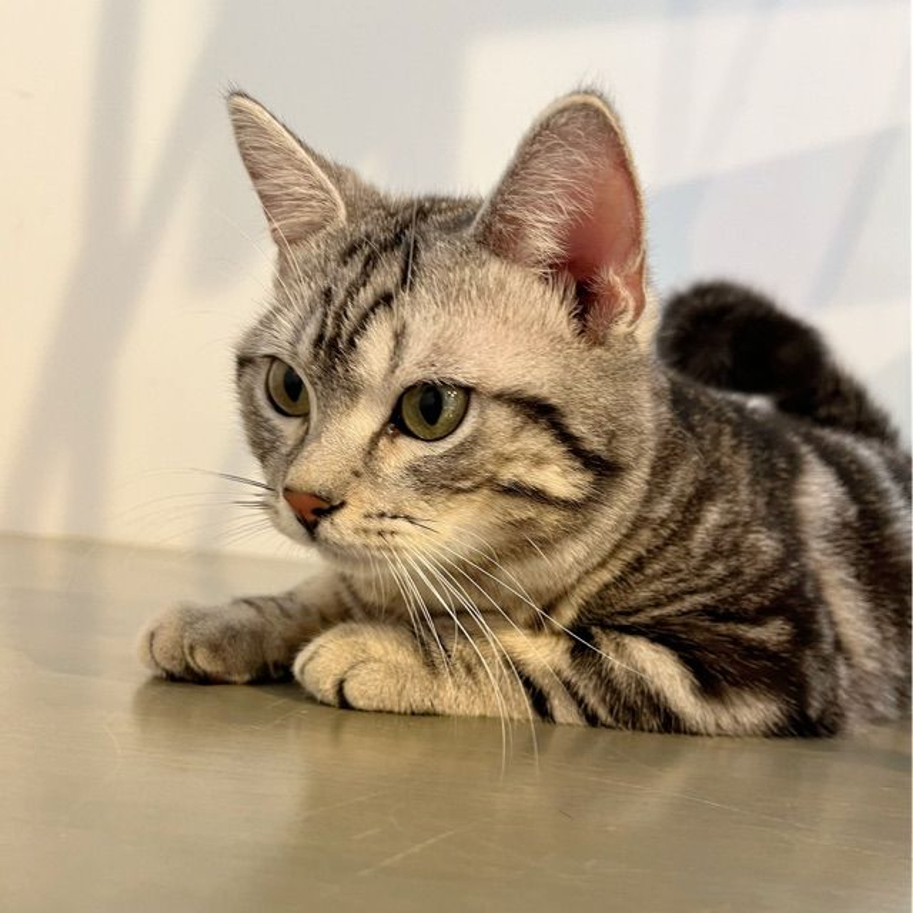 pet-image-3