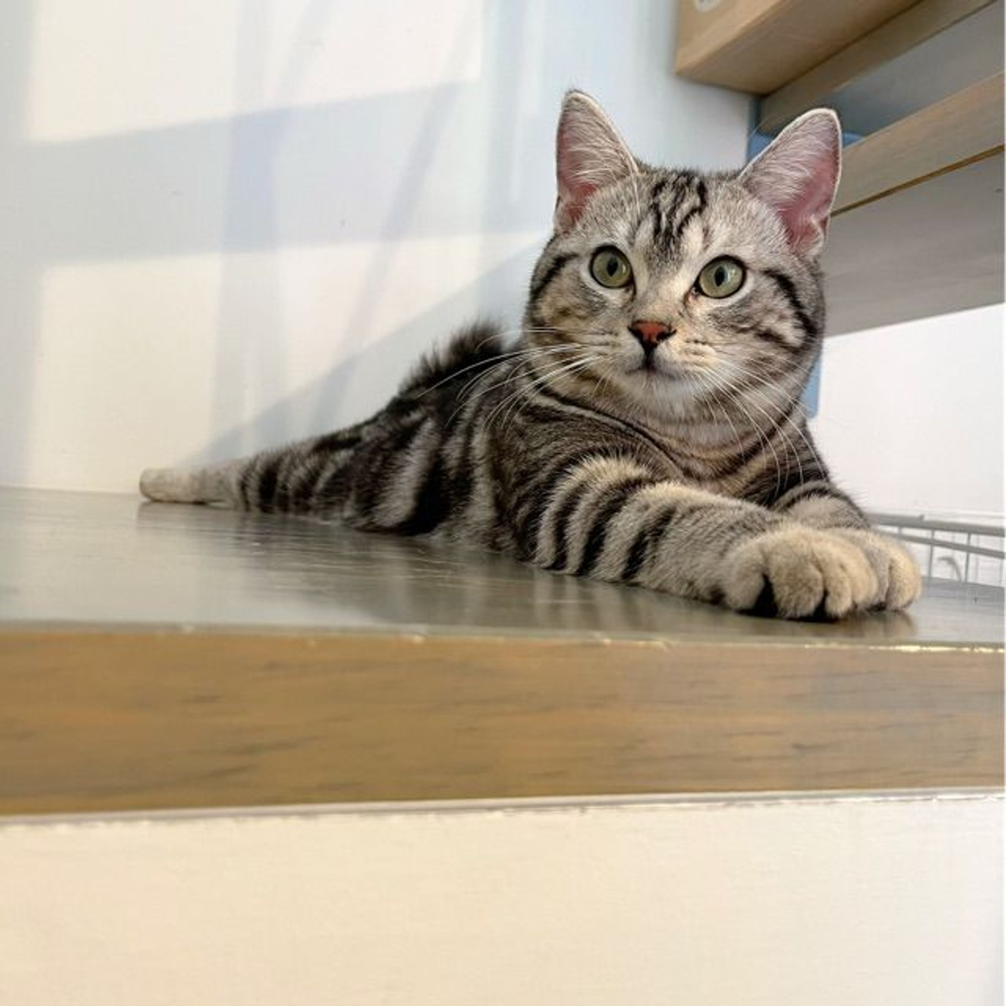 pet-image-4