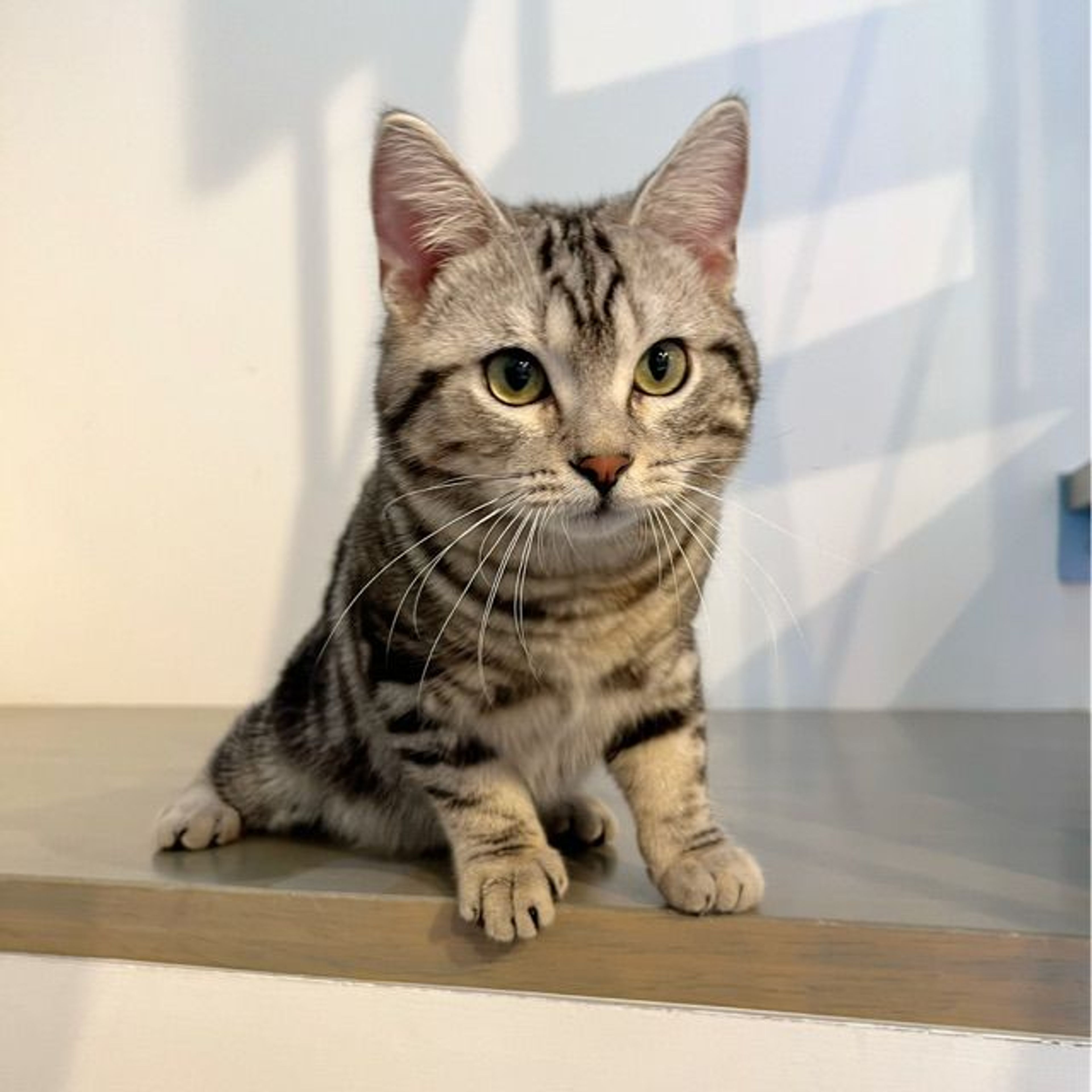 pet-image-5