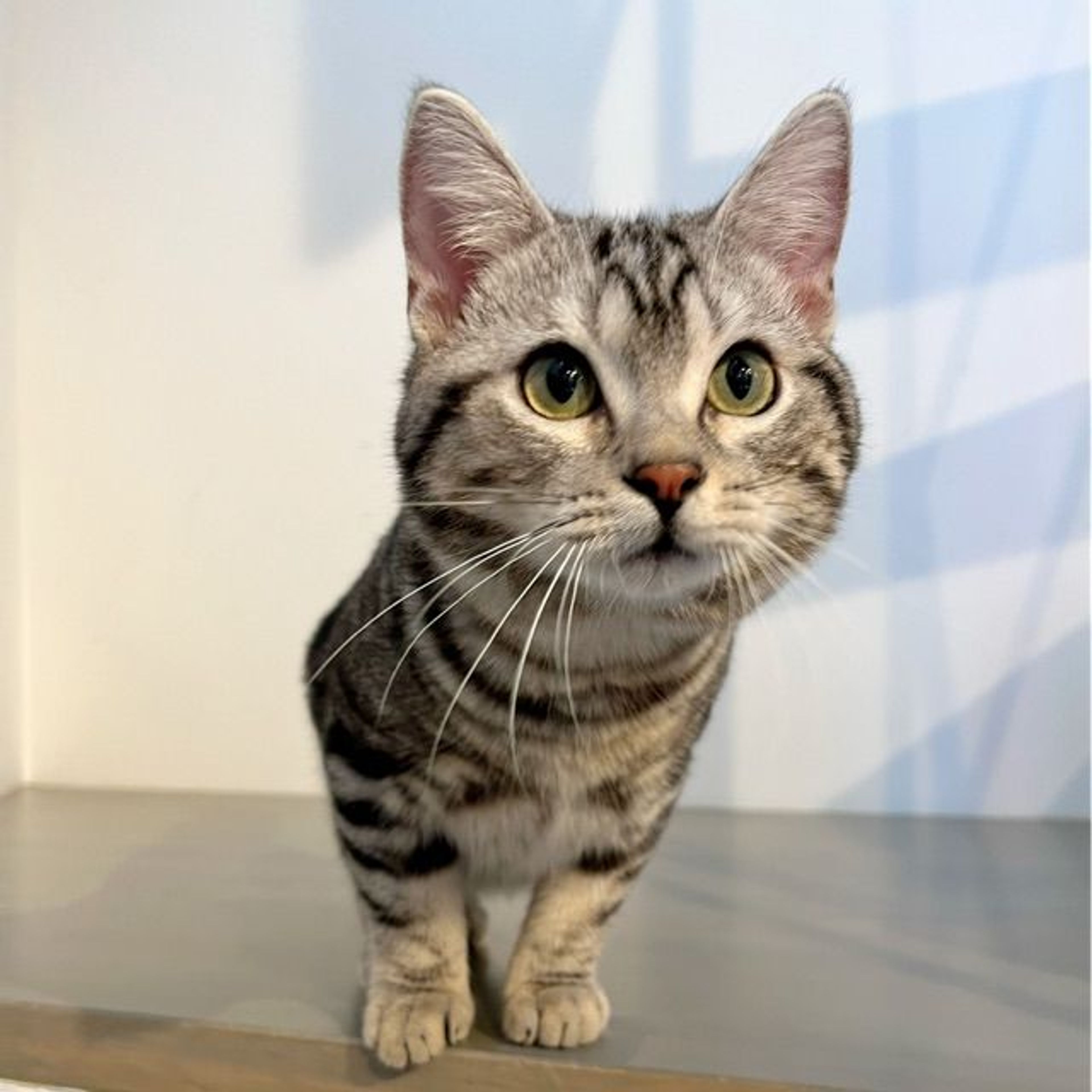 pet-image-6
