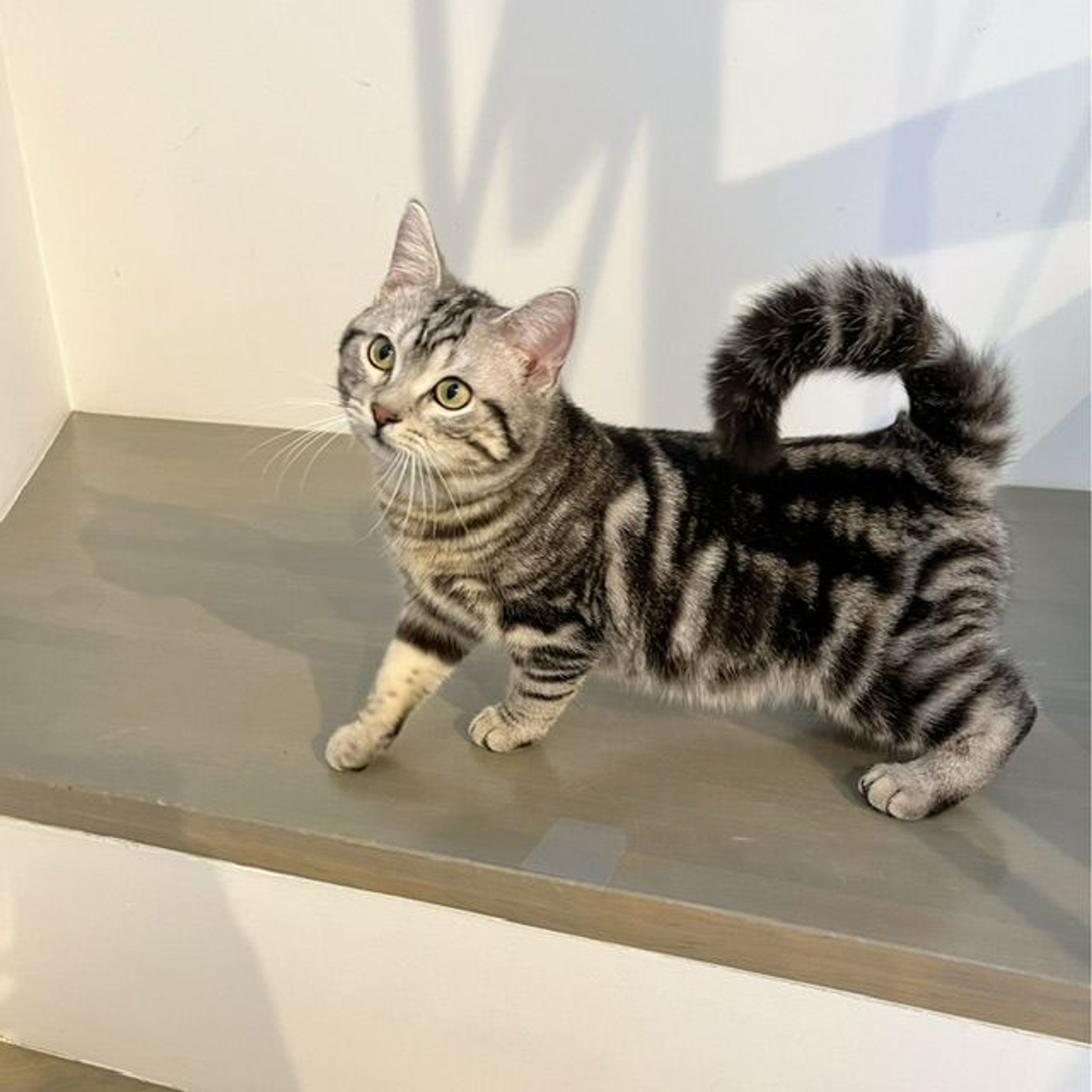 pet-image-7