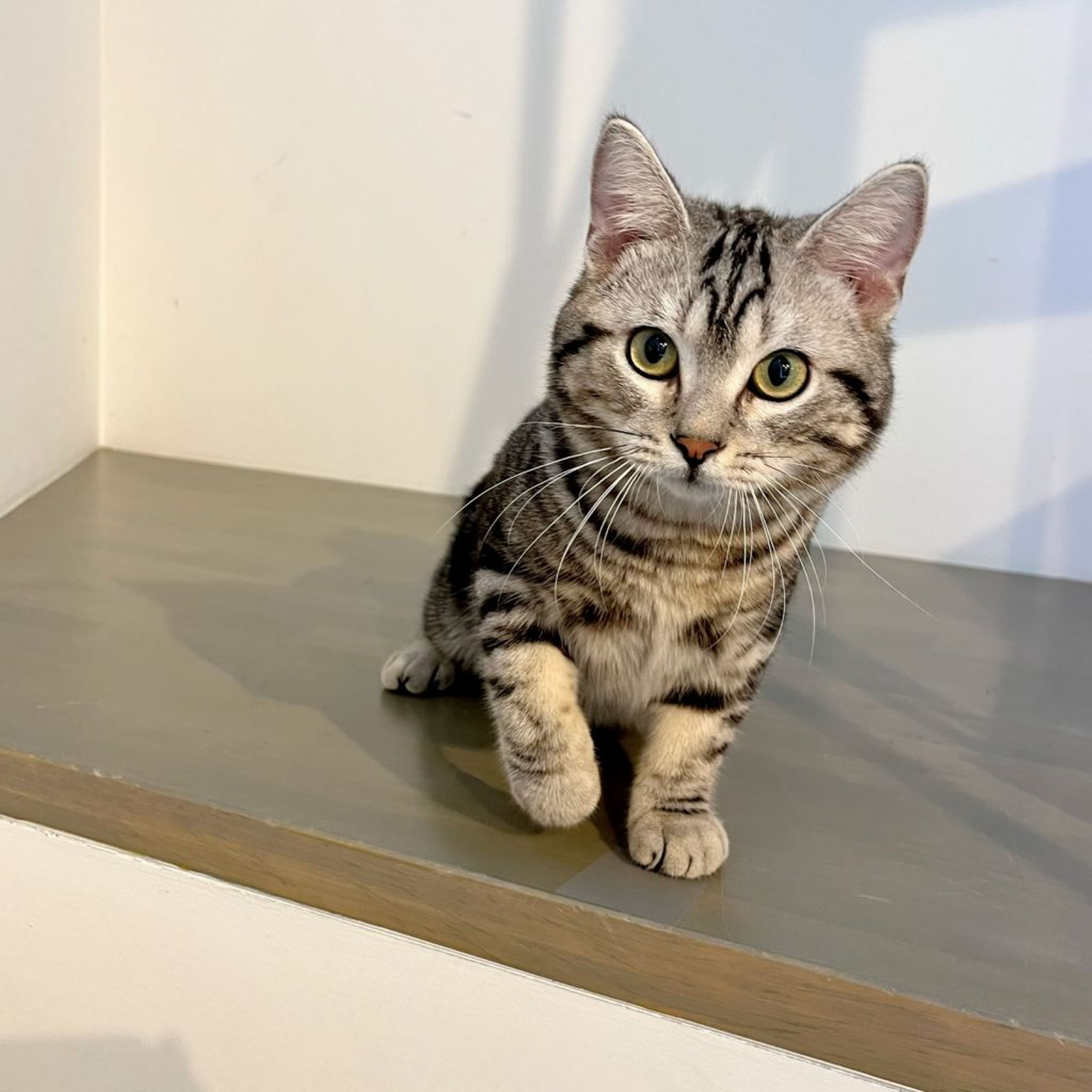 pet-image-8