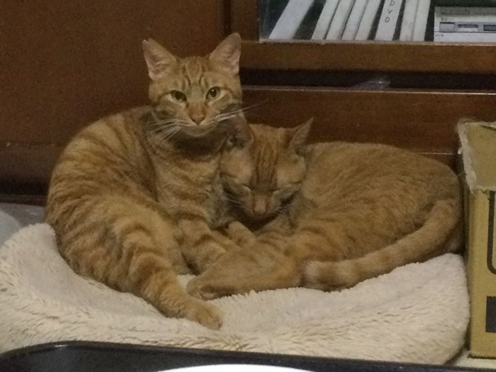 雑種（ミックス猫）・オスの里親募集の写真