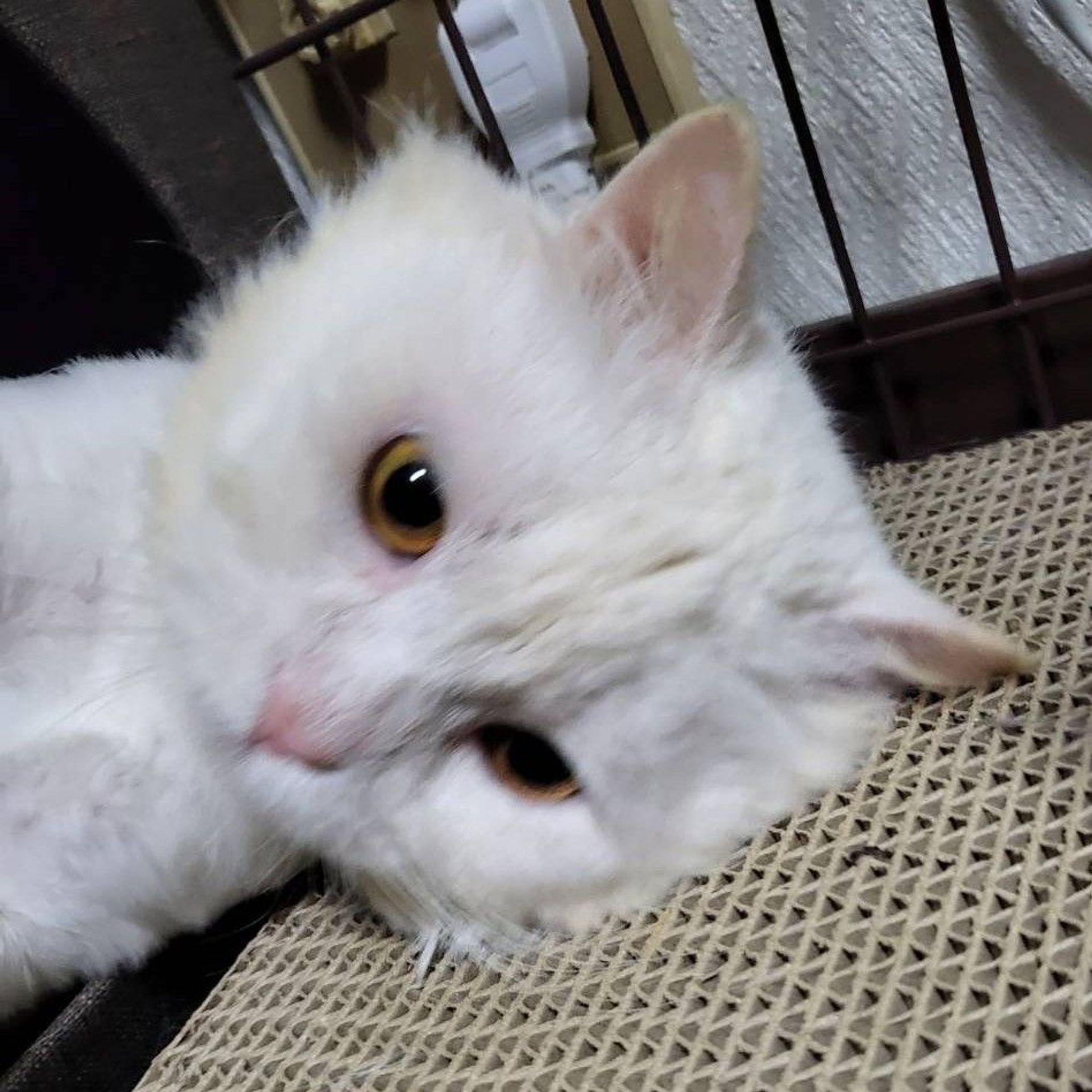 雑種（ミックス猫）・オスの里親募集の写真