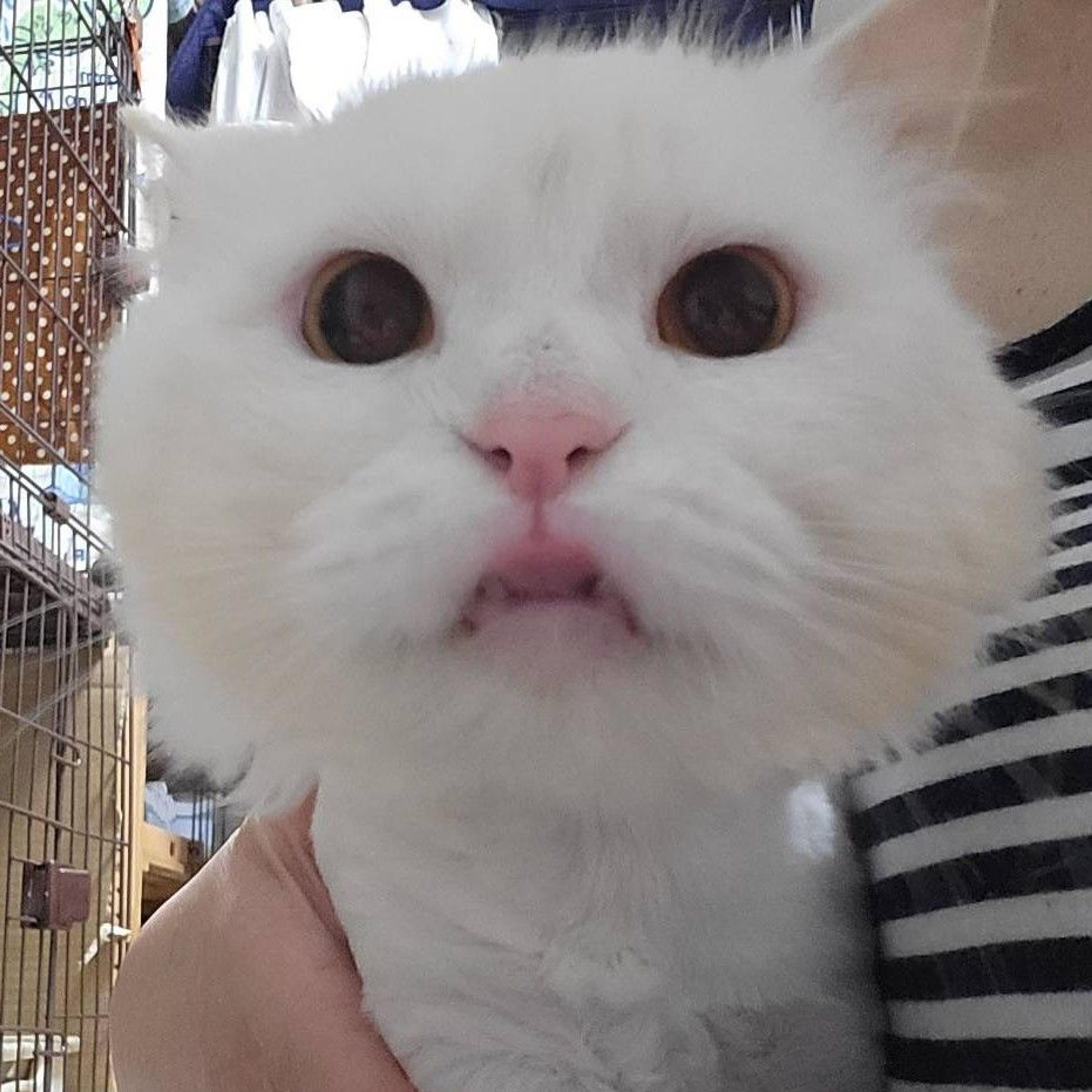 pet-image-2