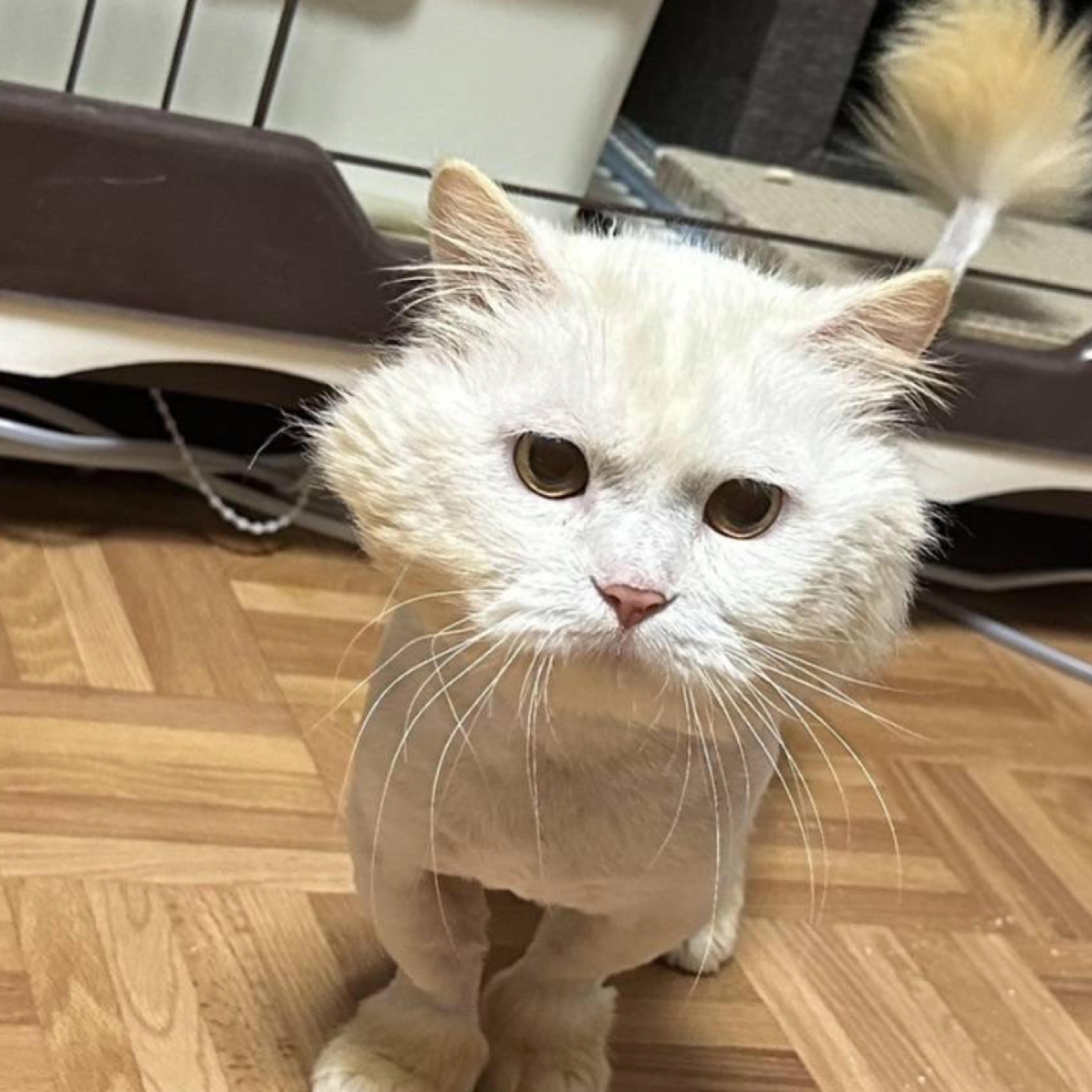 pet-image-4