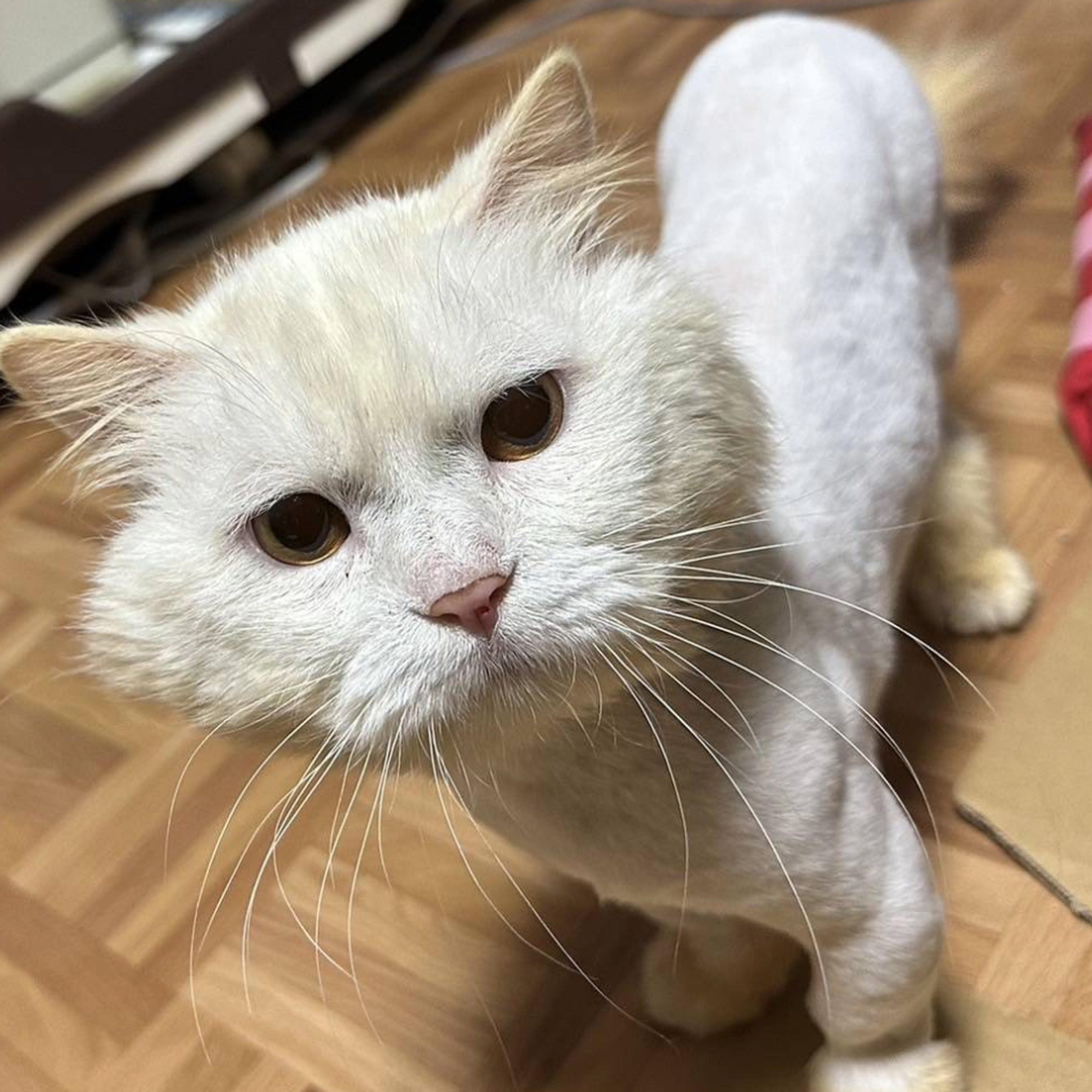 pet-image-5