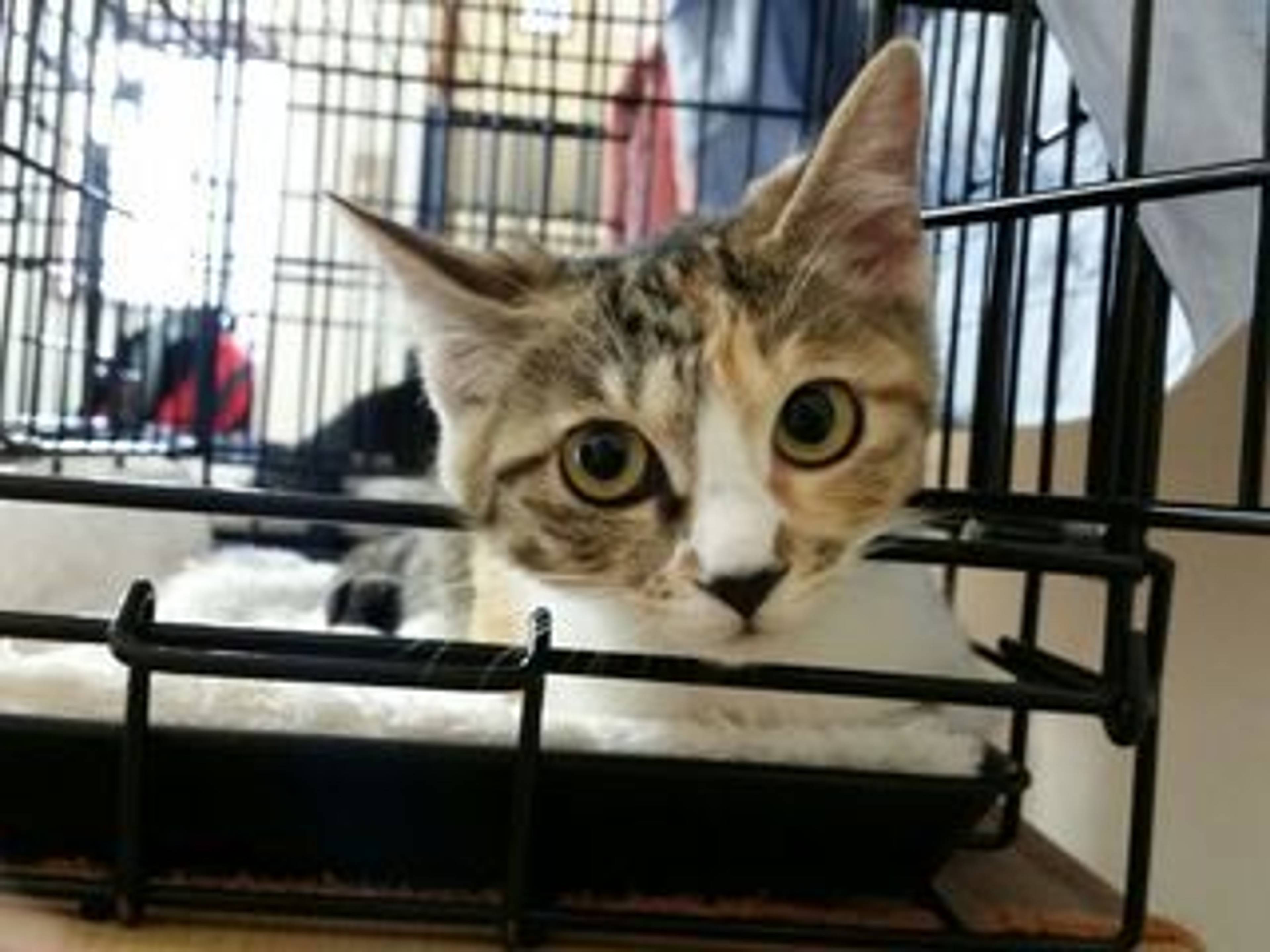 雑種（ミックス猫）・メスの里親募集の写真