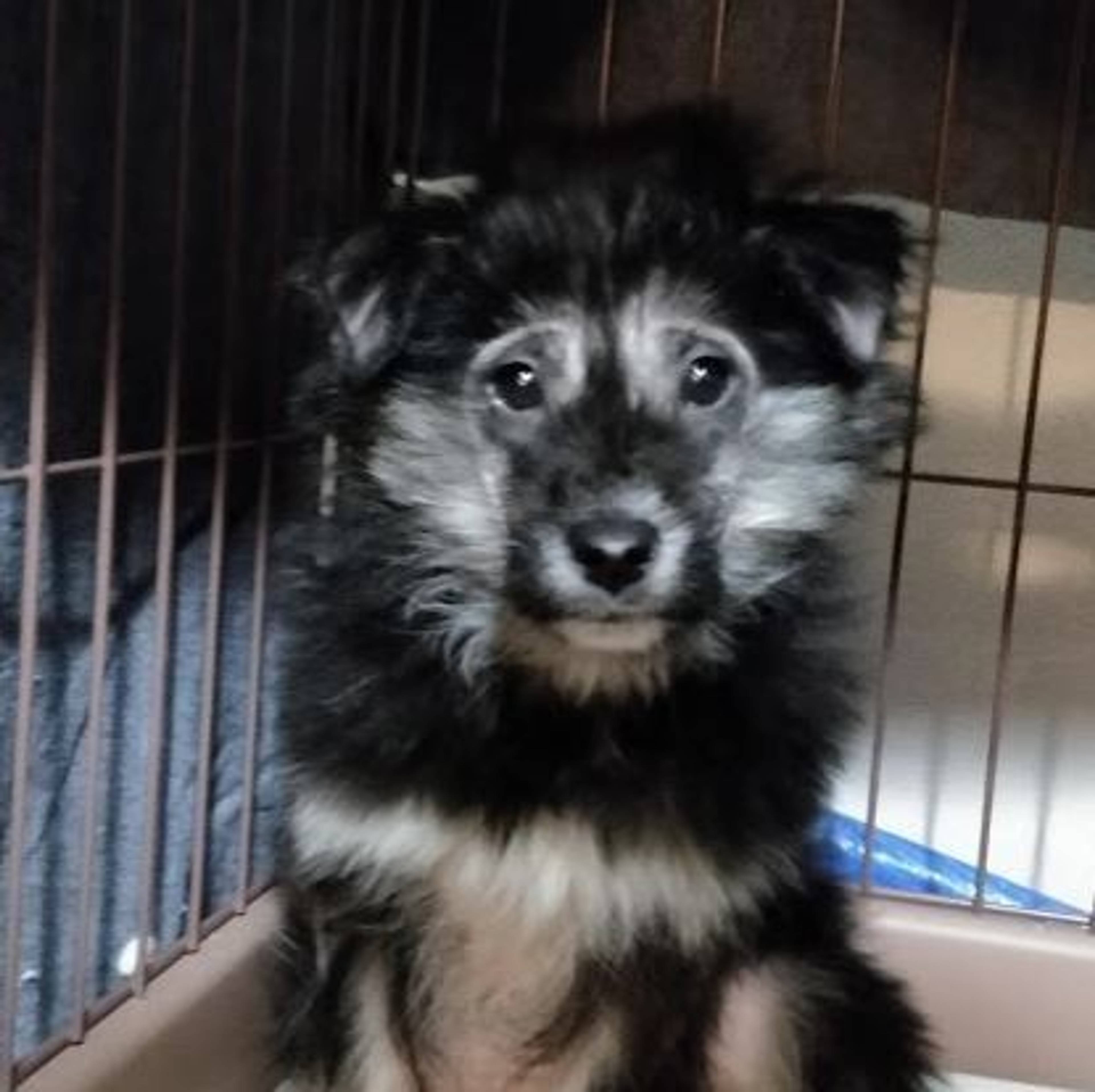 雑種（ミックス犬）・メスの里親募集の写真