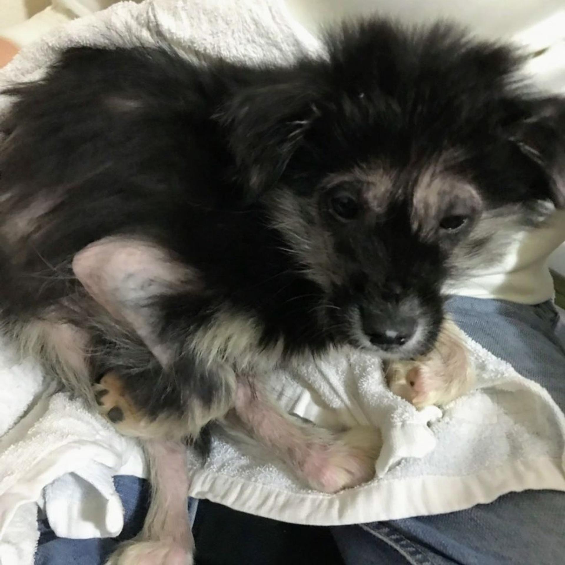 pet-image-3