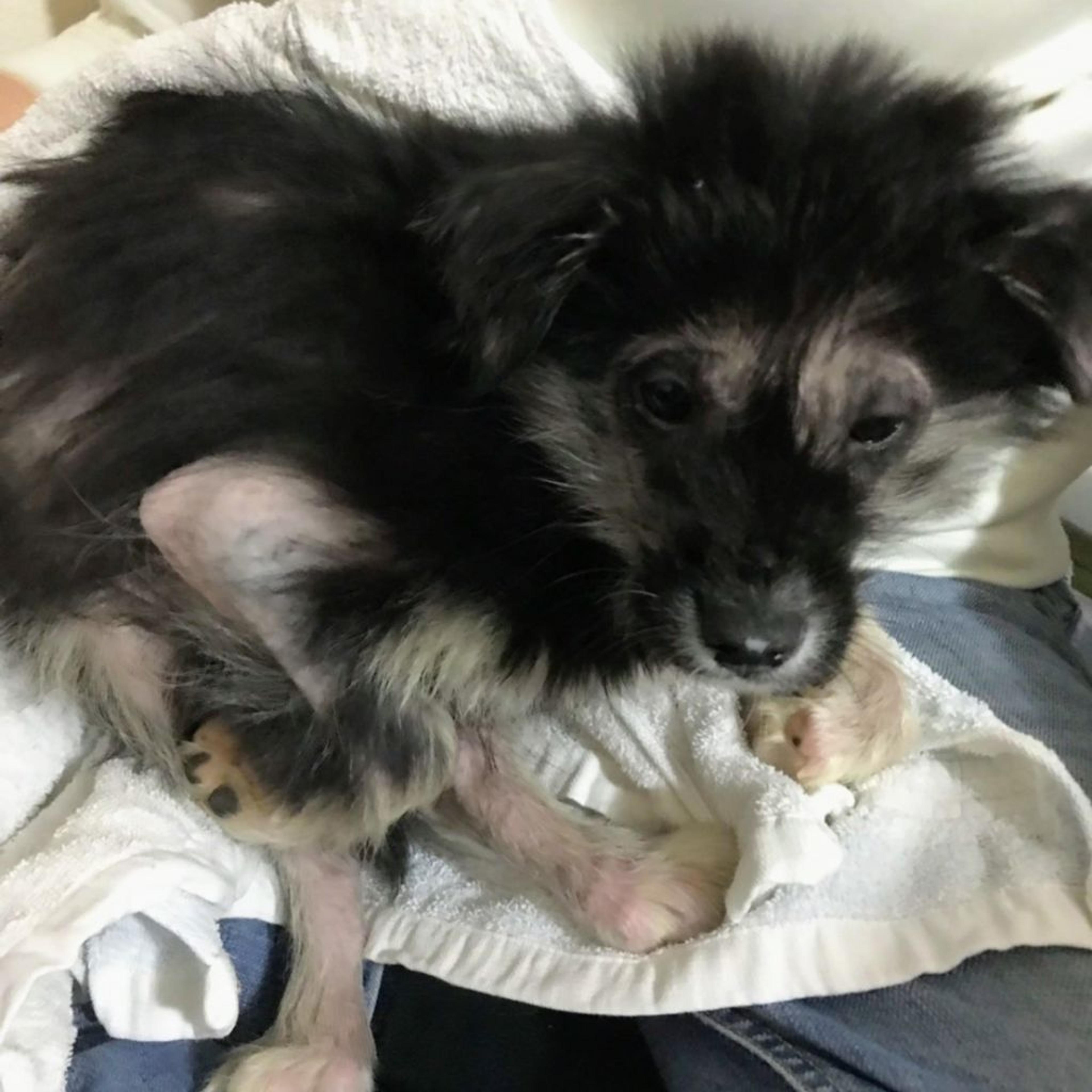 pet-image-3