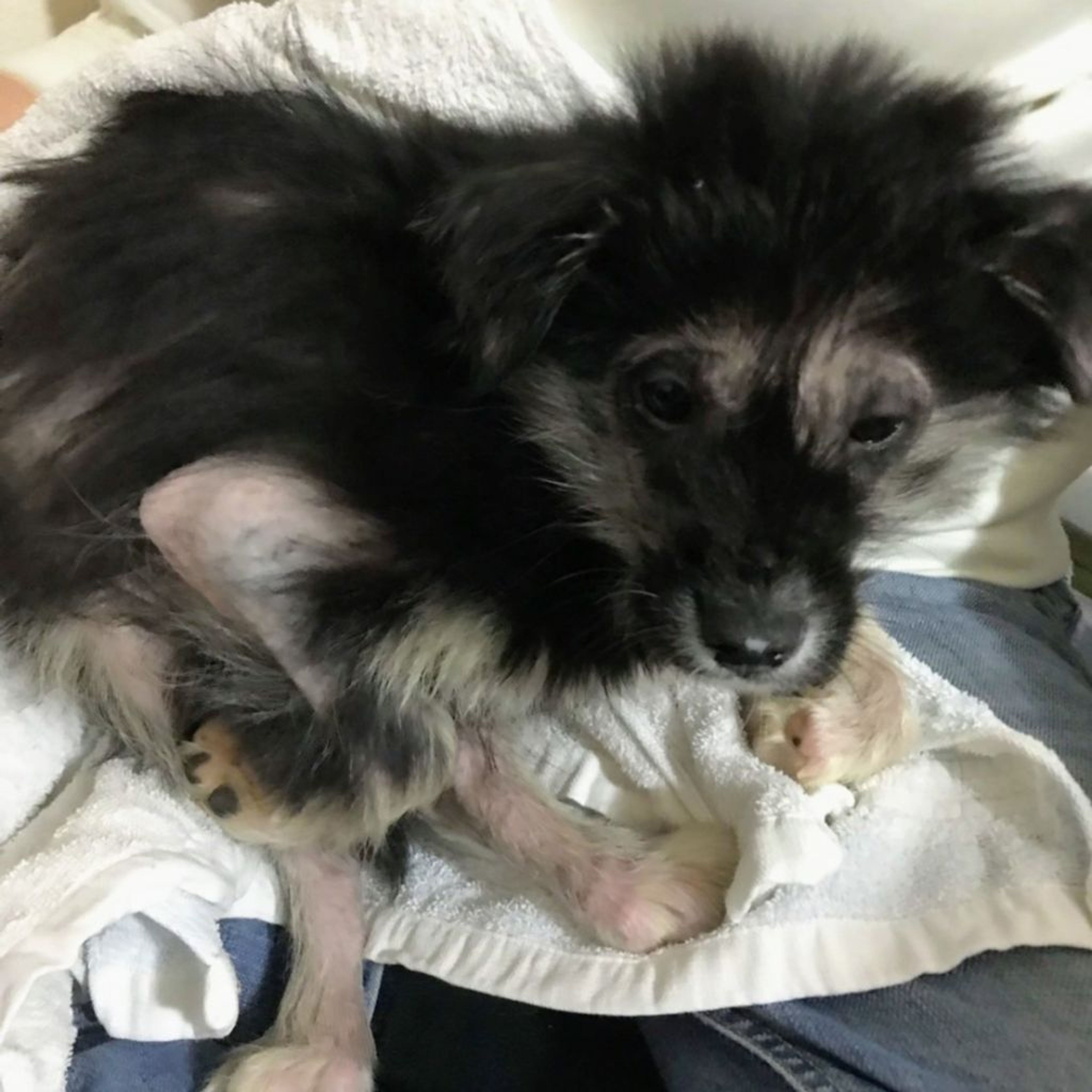 pet-image-3