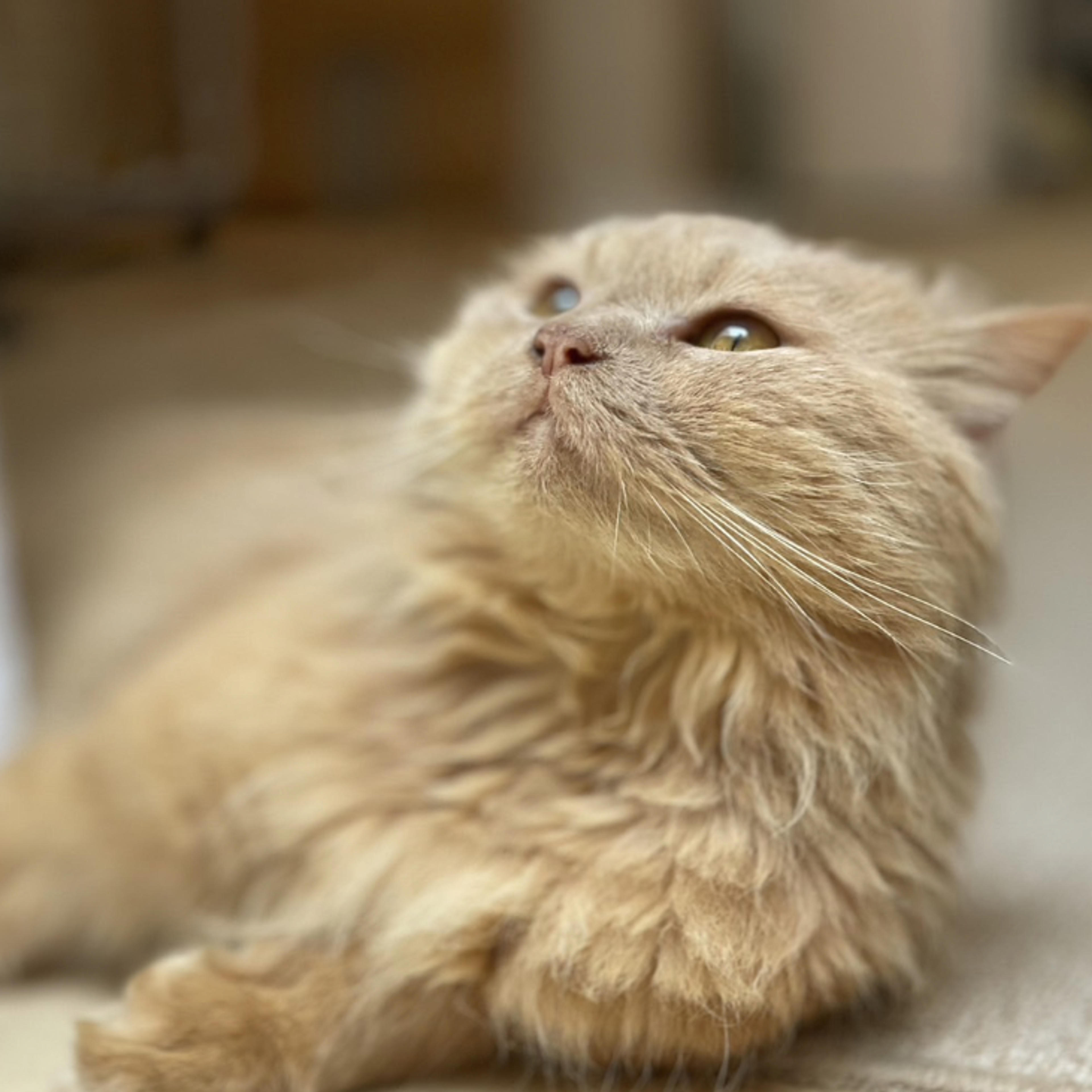 pet-image-2