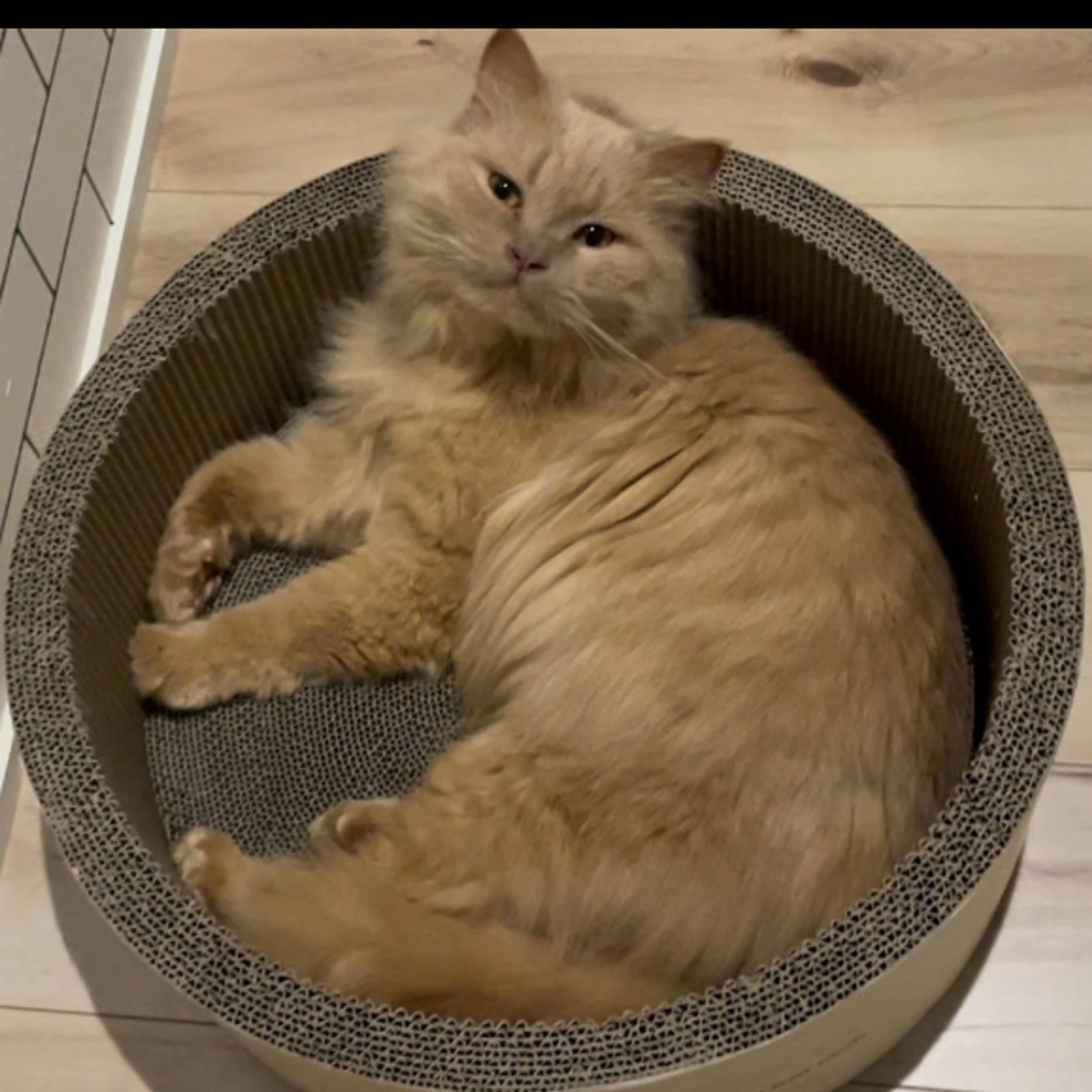 pet-image-3
