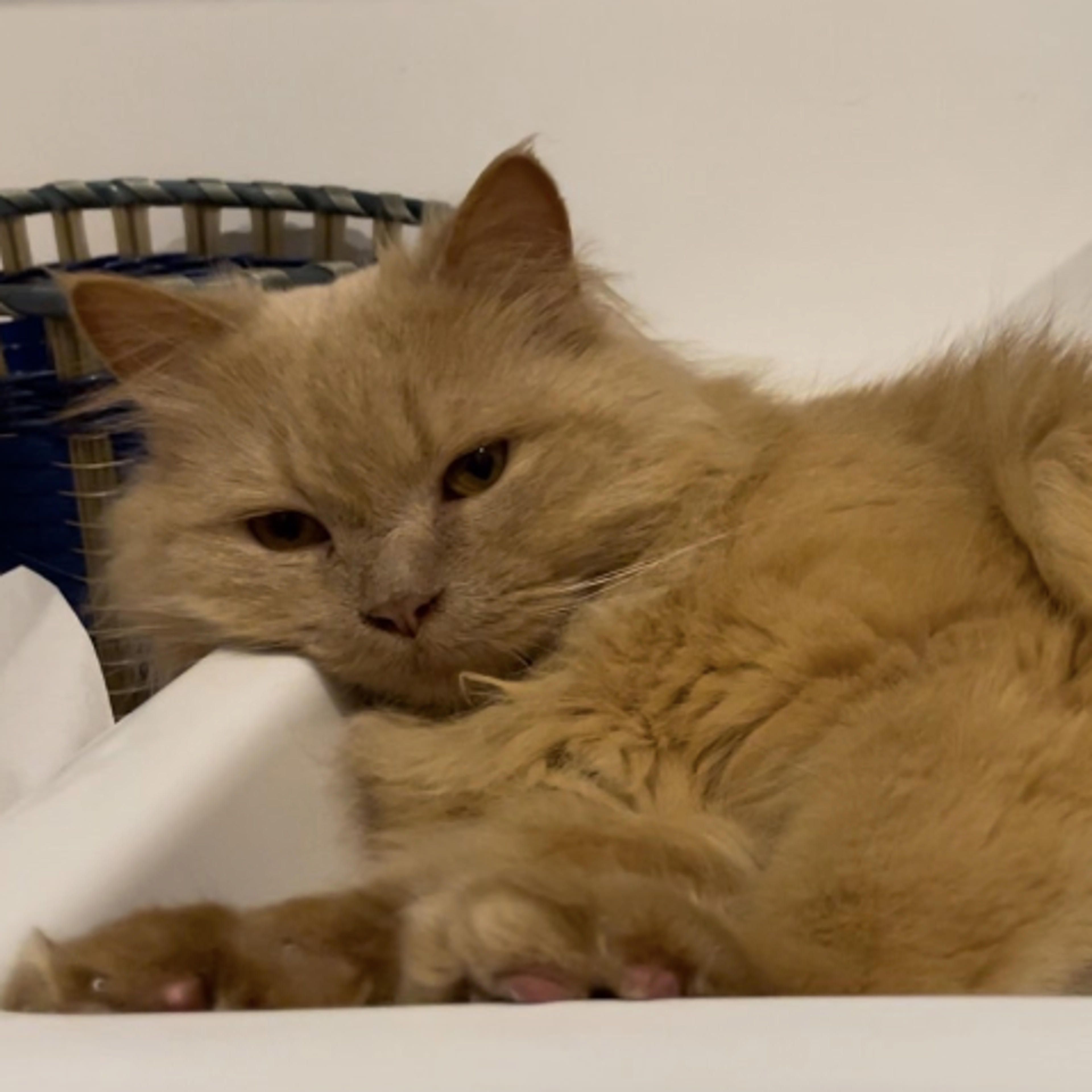 pet-image-4