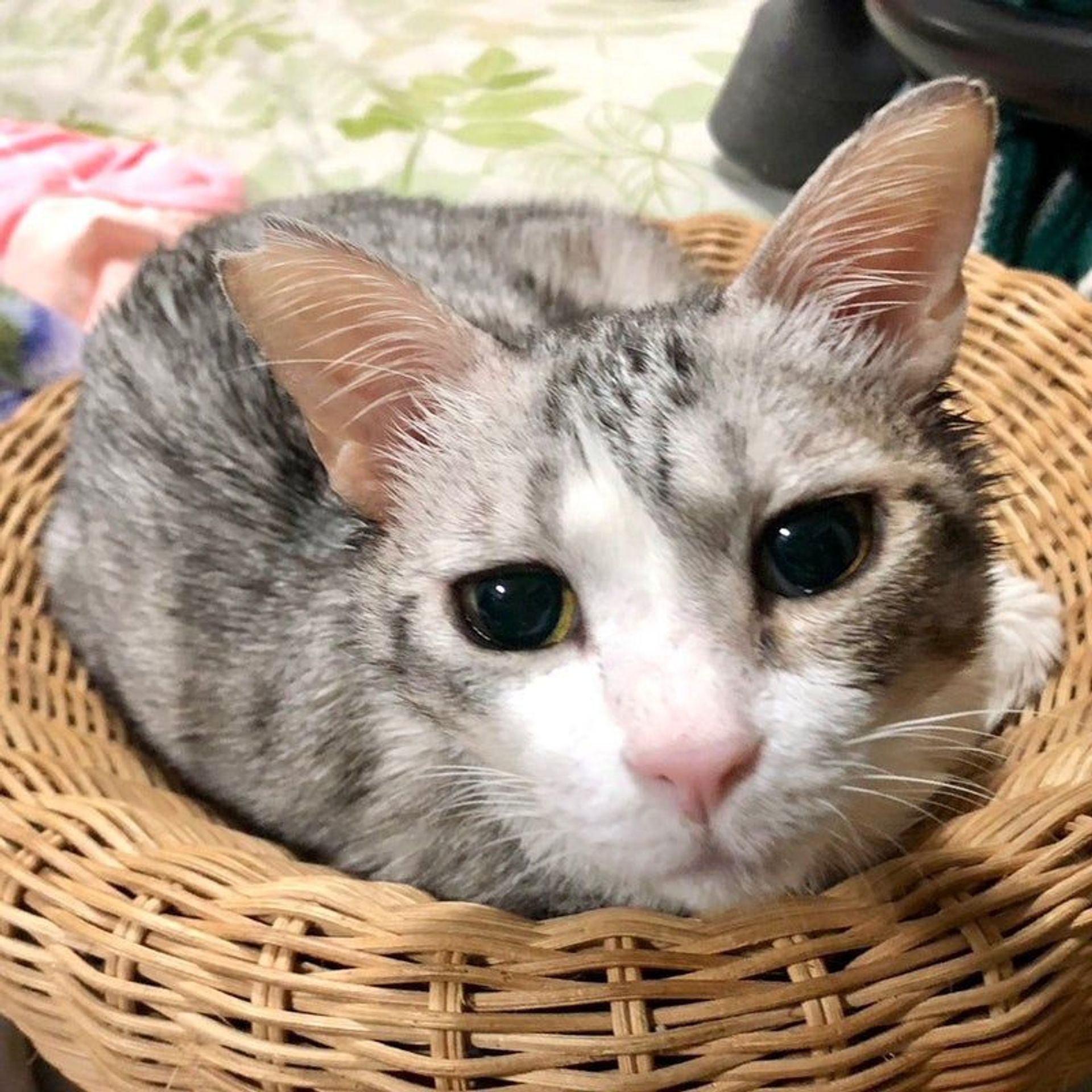 雑種（ミックス猫）・オスの里親募集の写真