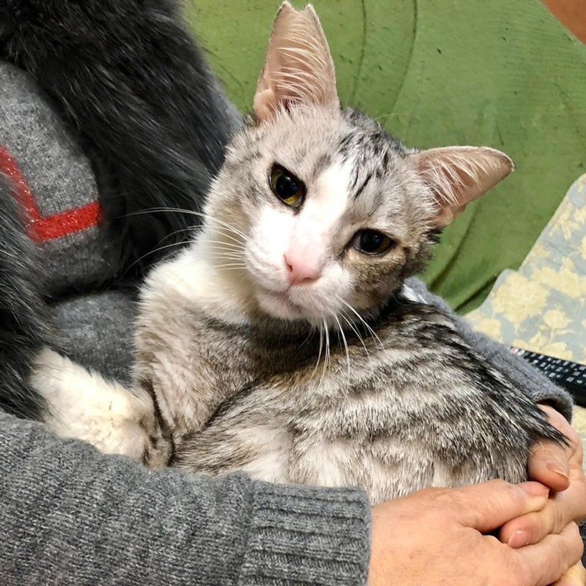 pet-image-4