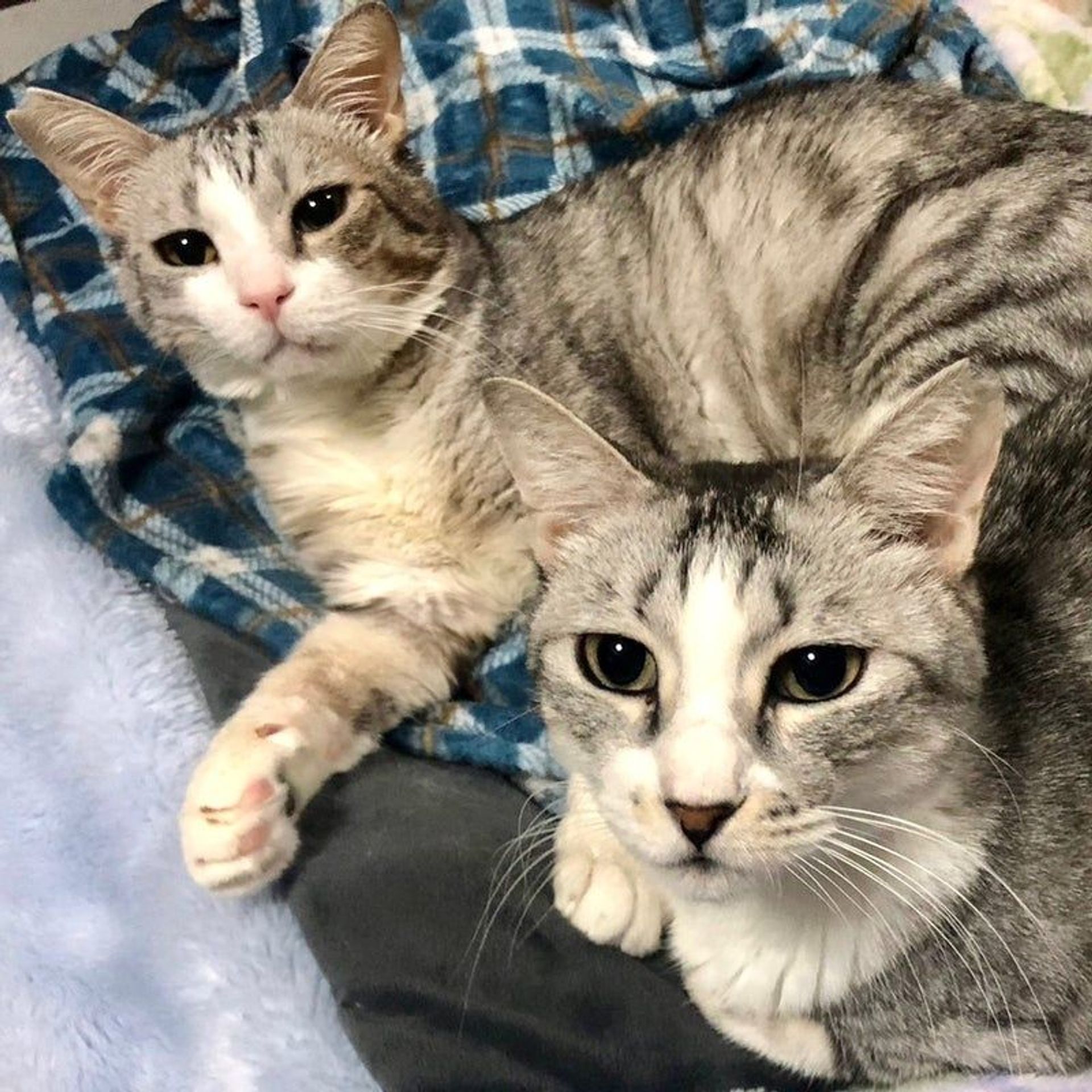 雑種（ミックス猫）・メスの里親募集の写真
