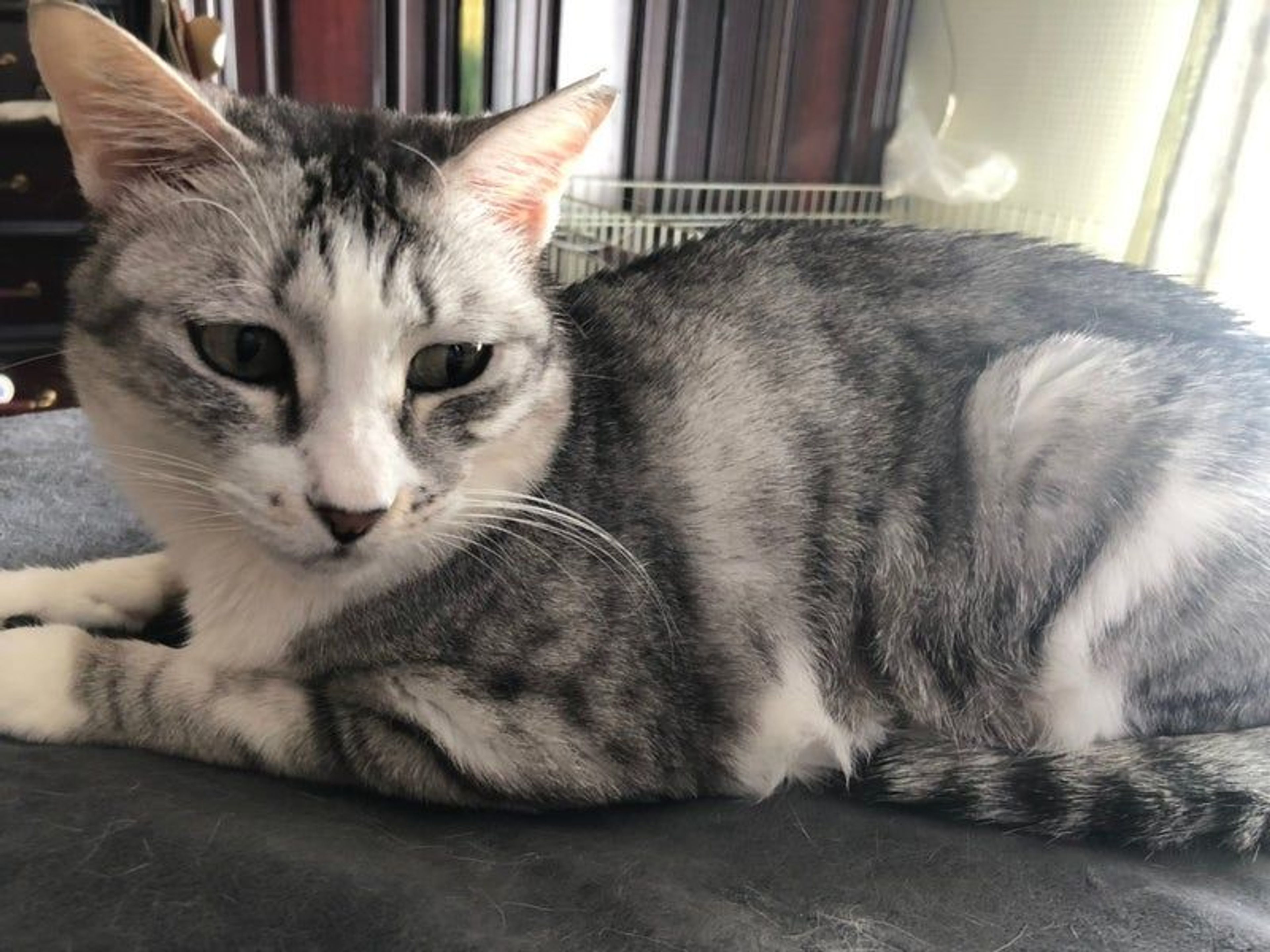 pet-image-3