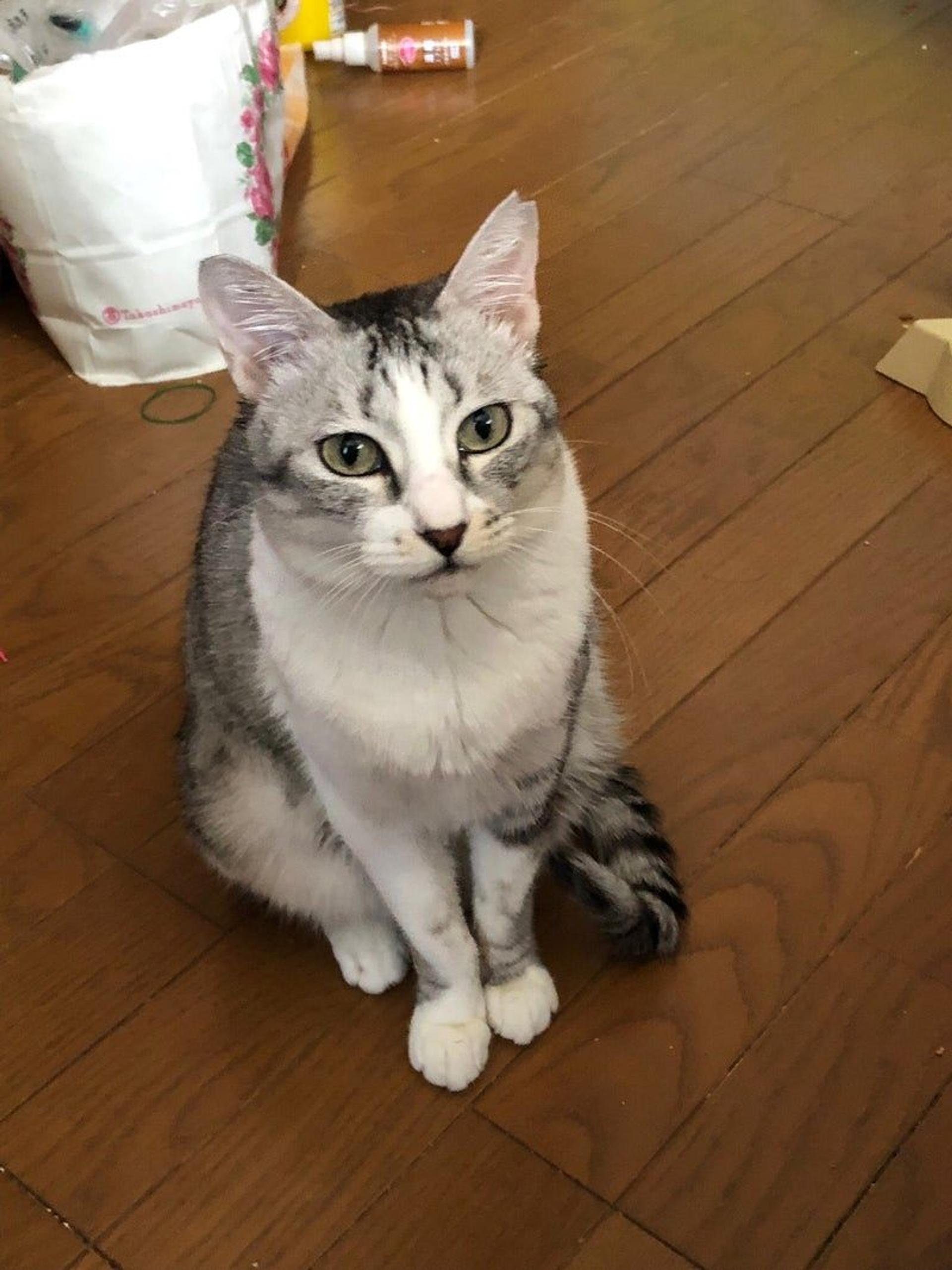 pet-image-6
