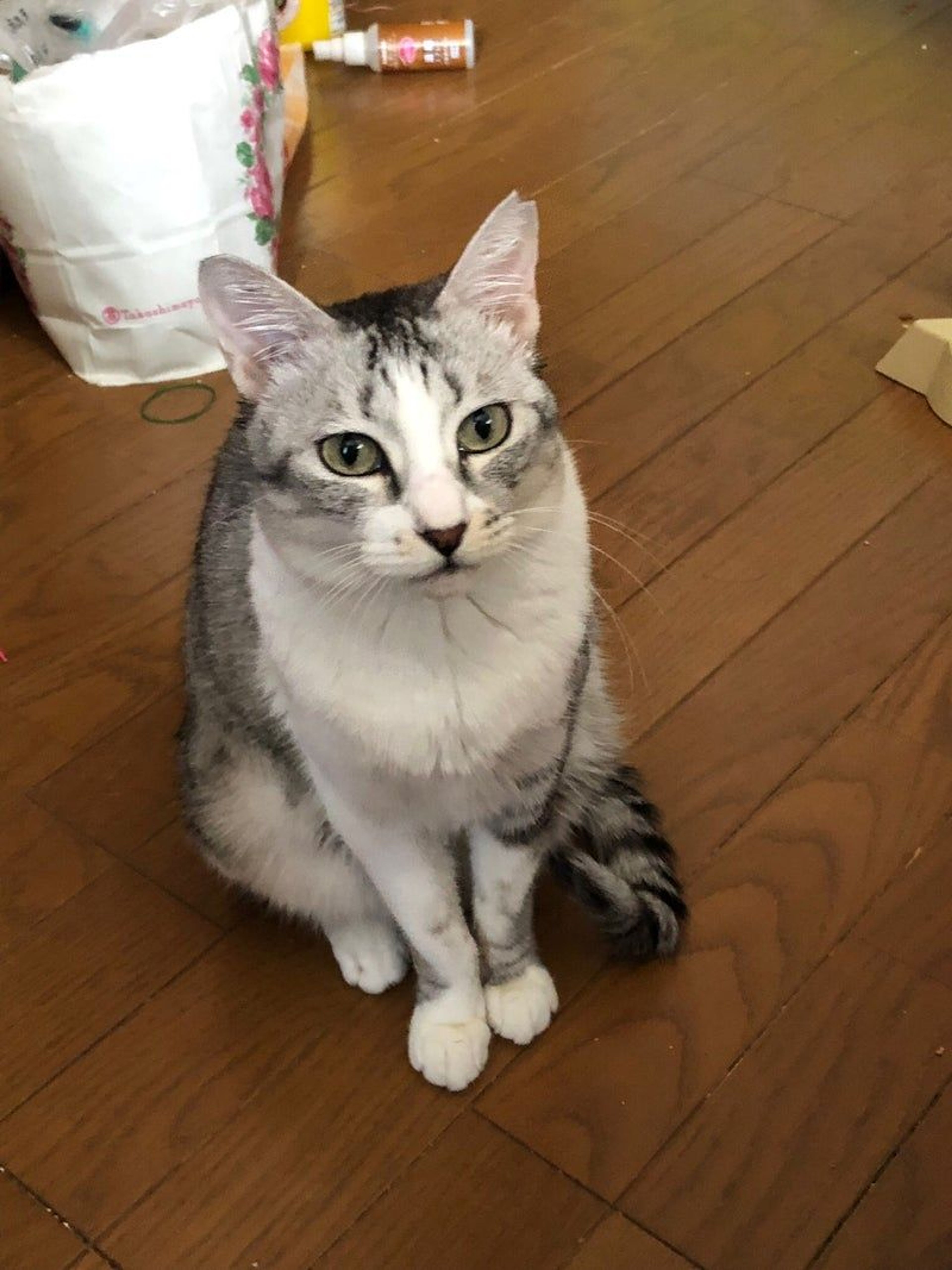 pet-image-6