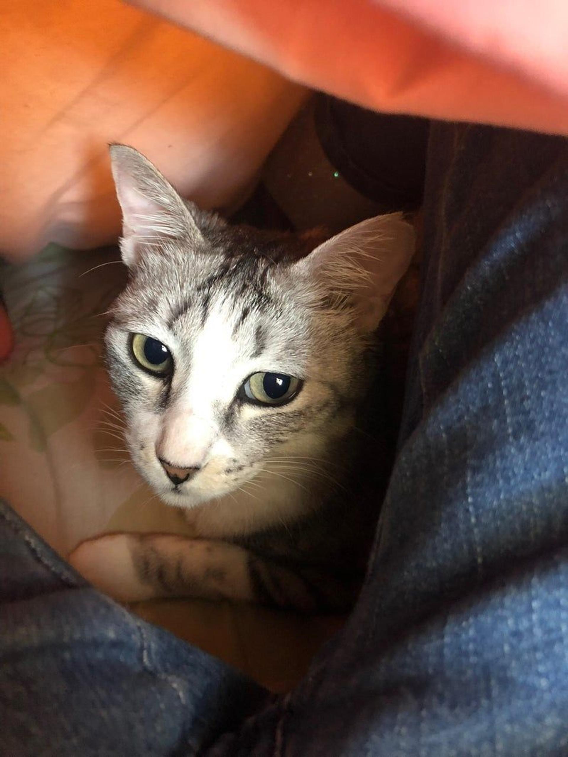 pet-image-7