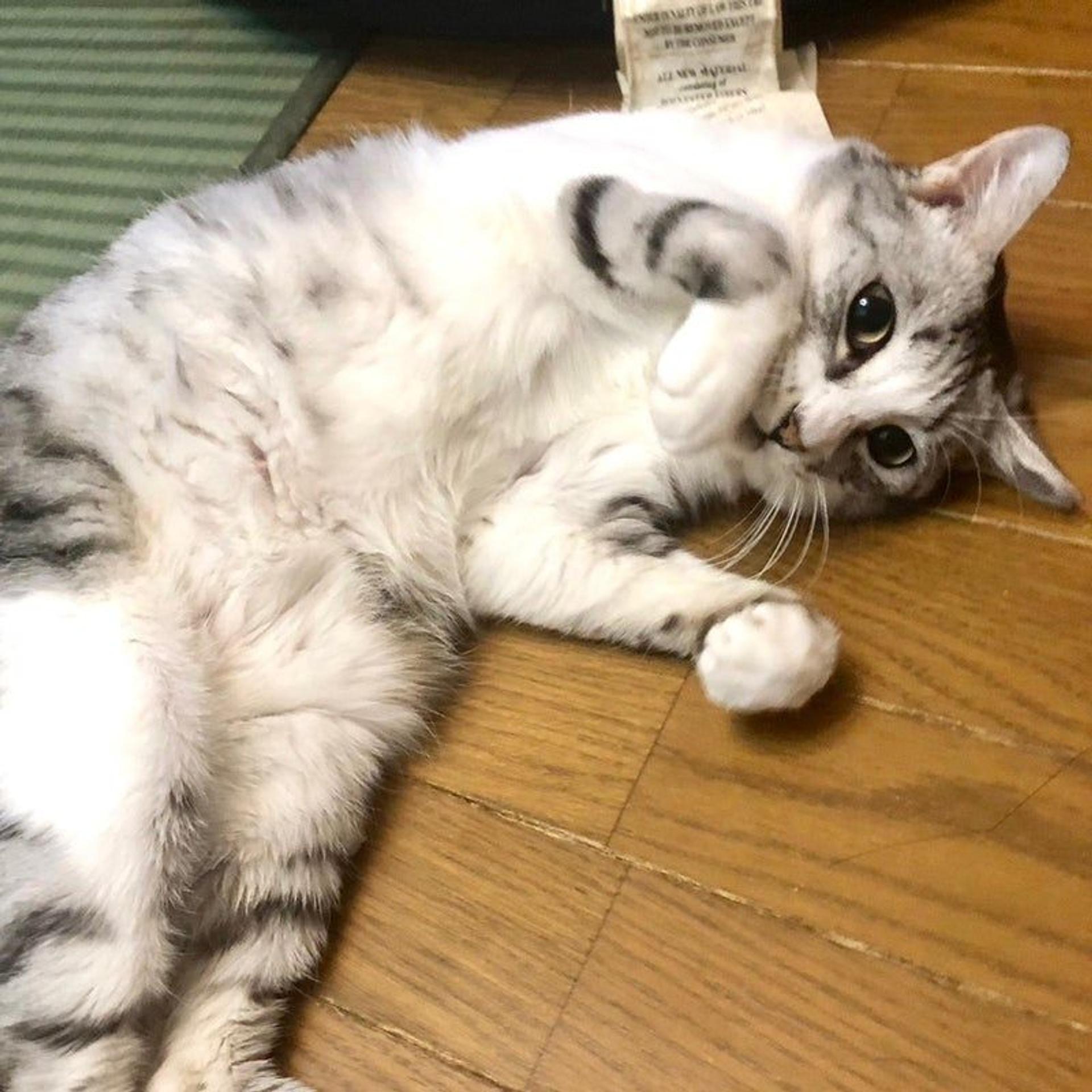pet-image-8